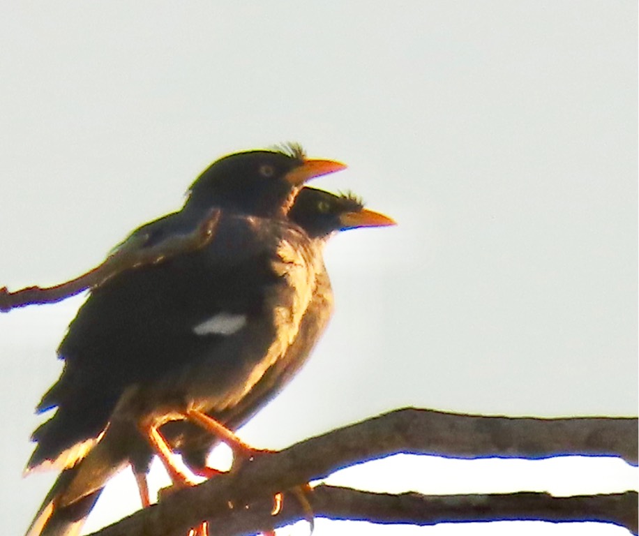 Javan myna