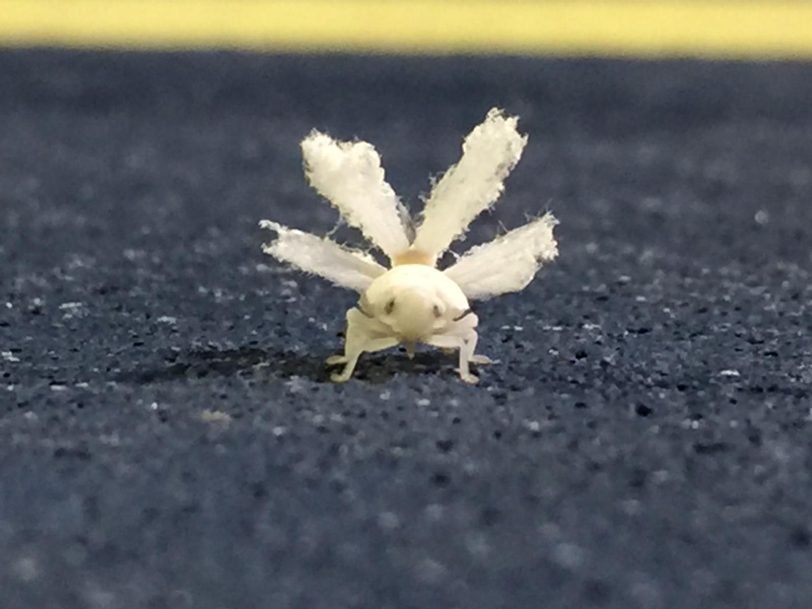 Wooly aphid