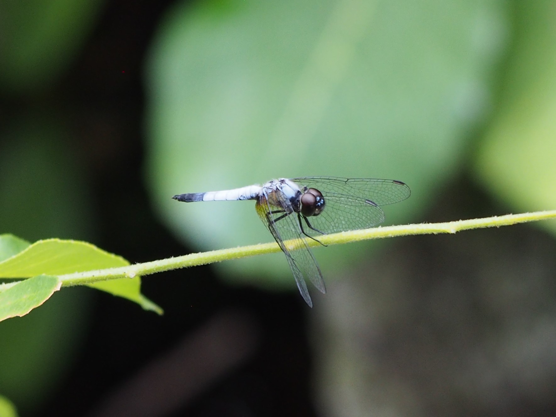 Pond adjutant