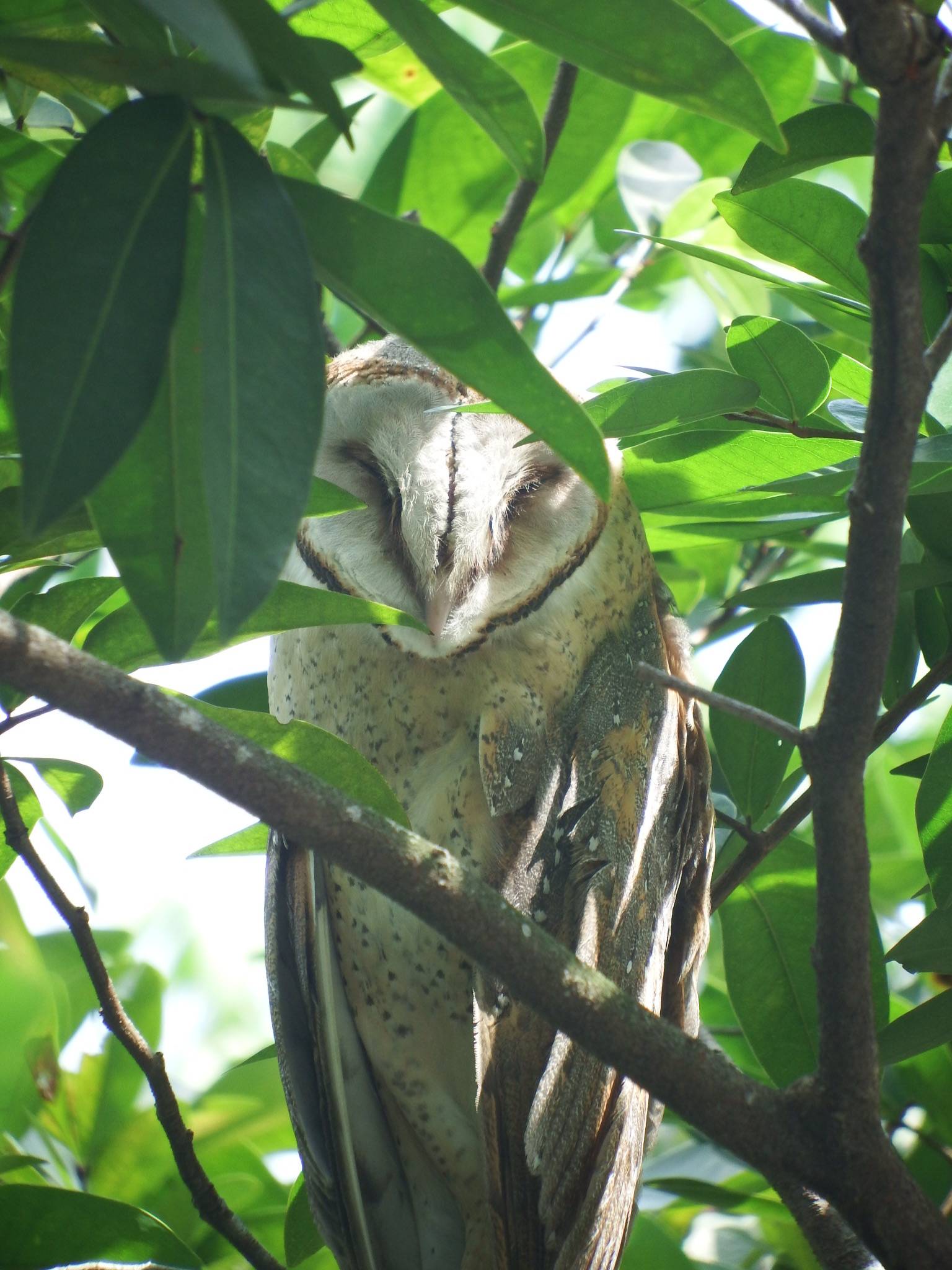 Barn owl