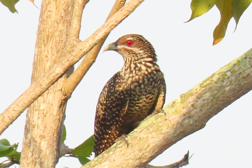Asian koel
