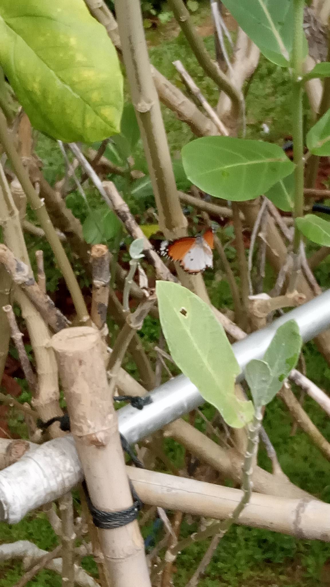 Plain tiger