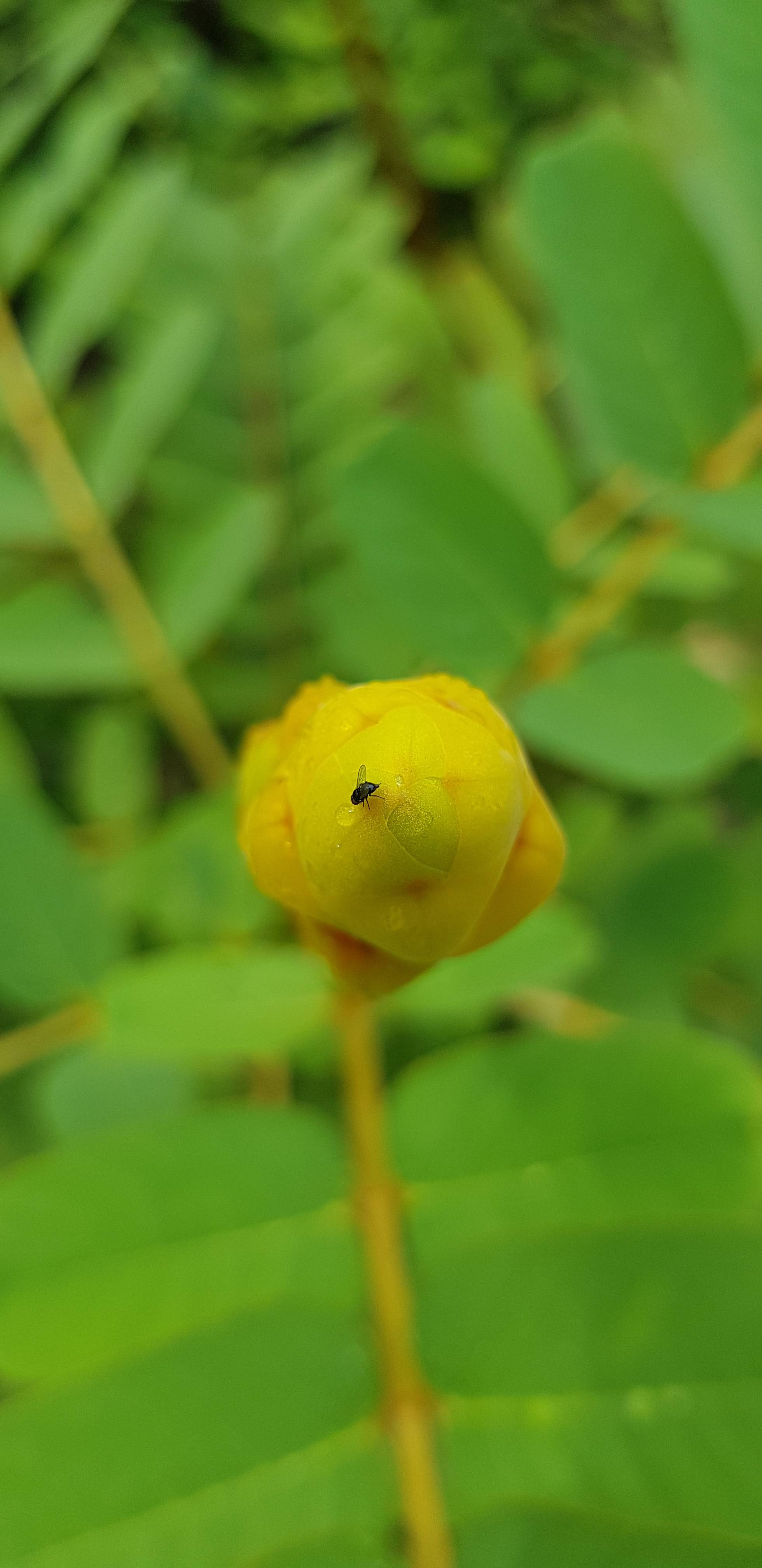 Fly
