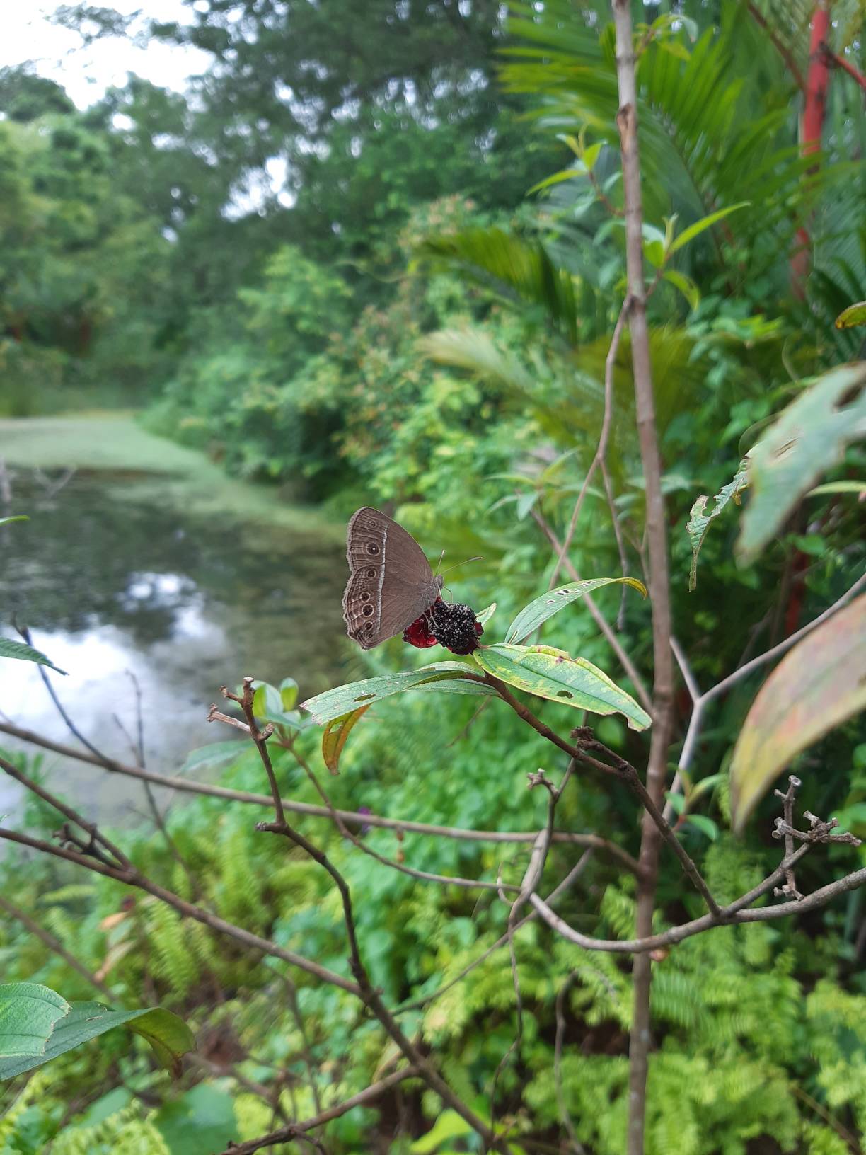Bush brown
