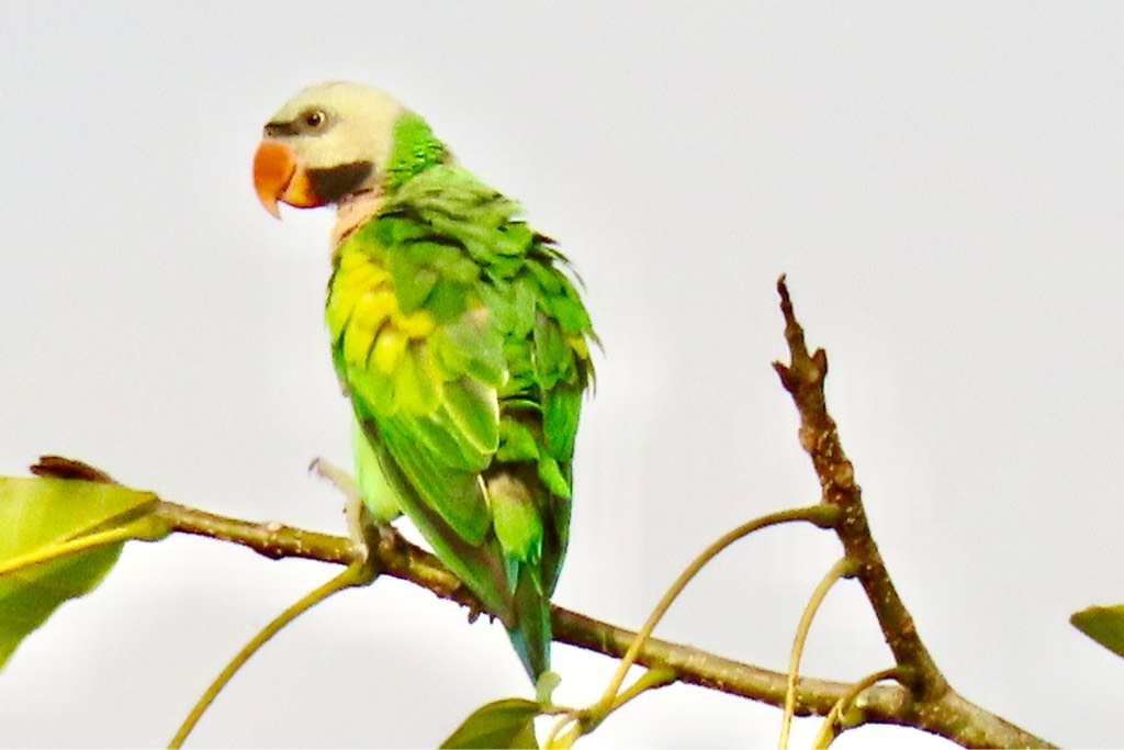 Red-breasted parakeet 