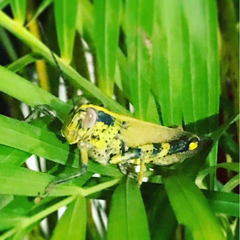 Javanese grasshopper