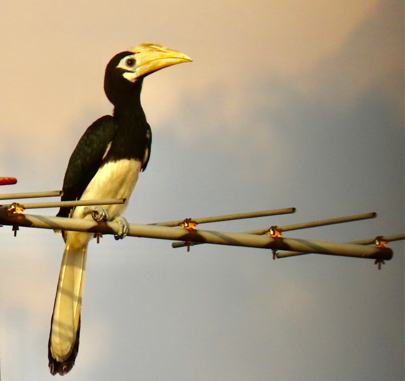 Oriental pied hornbill