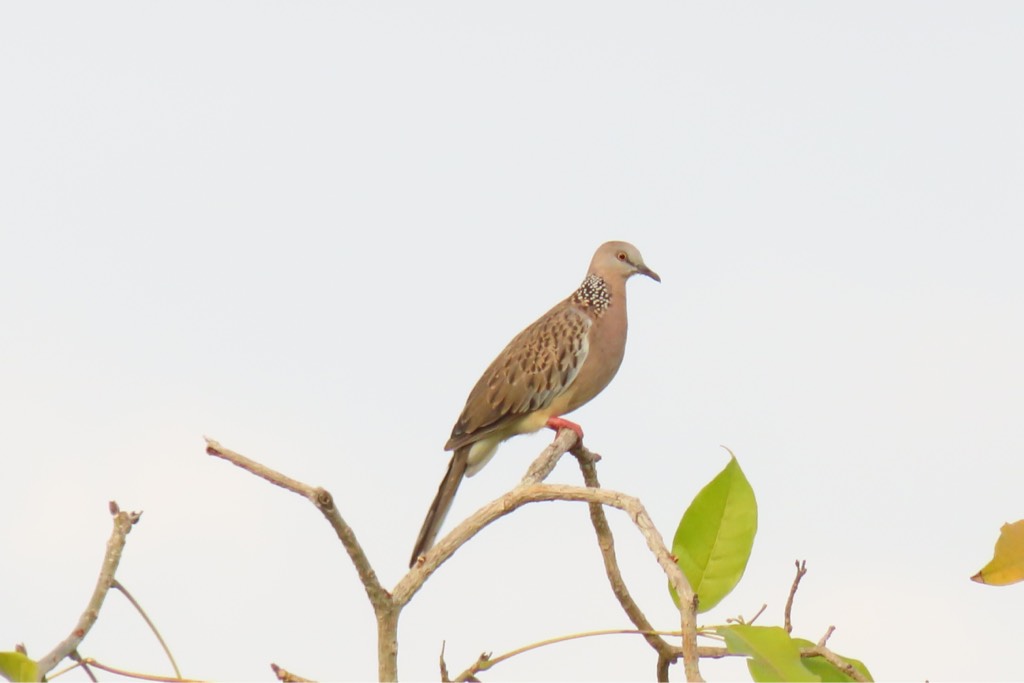 Spotted dove 