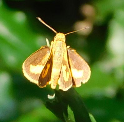 Common dartlet