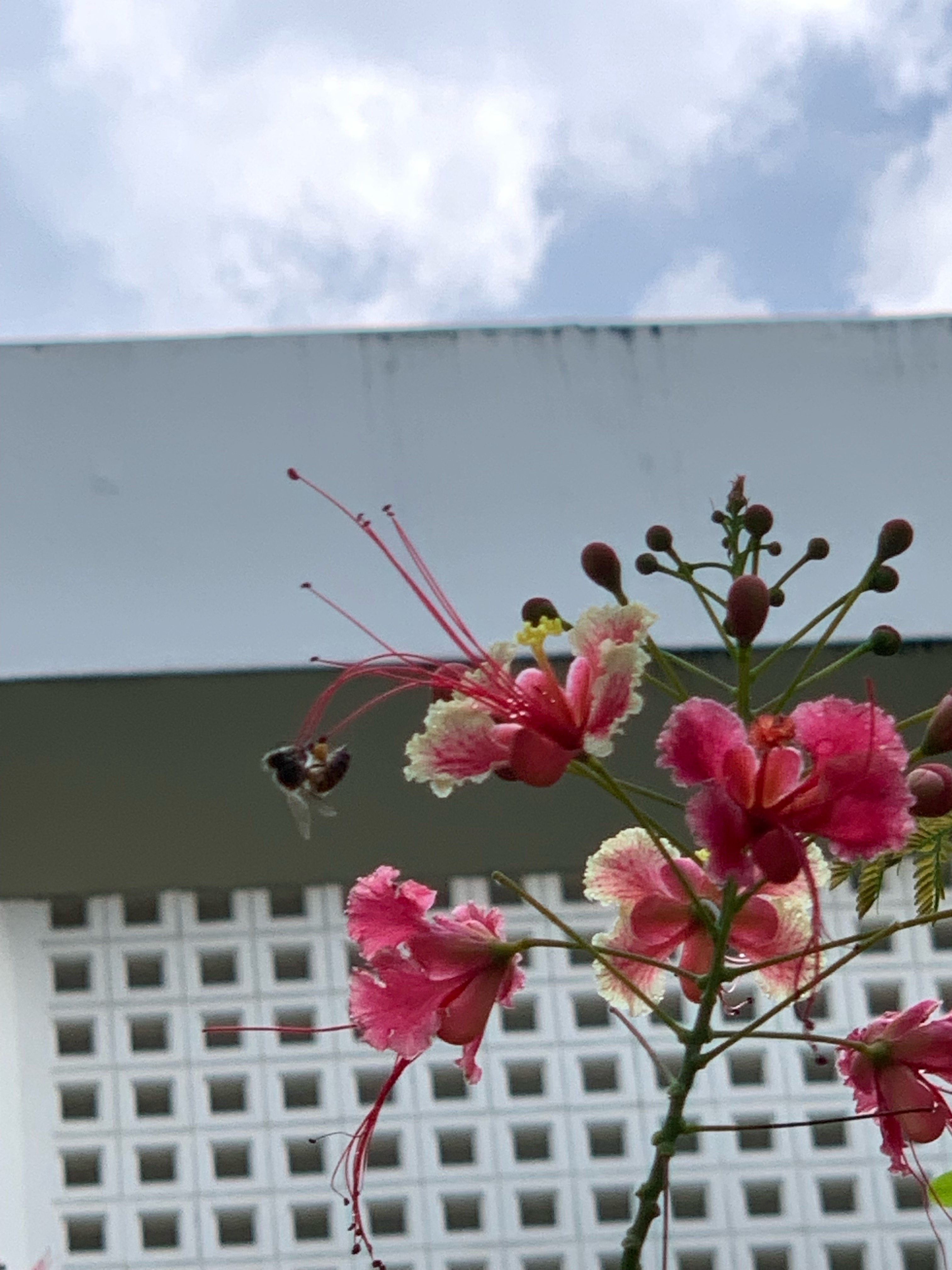 Asiactic honey bee