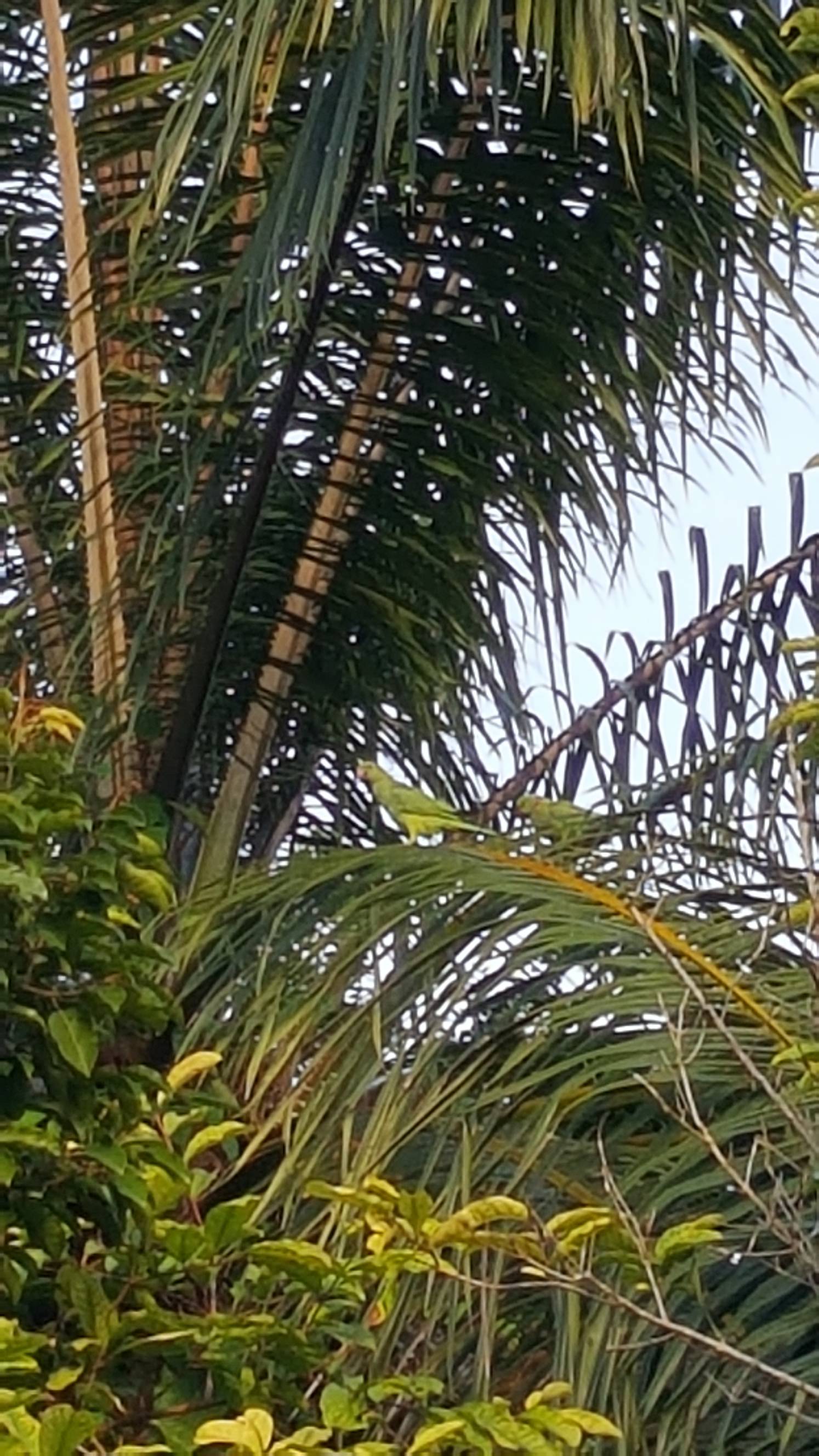 Rose-ringed parakeet