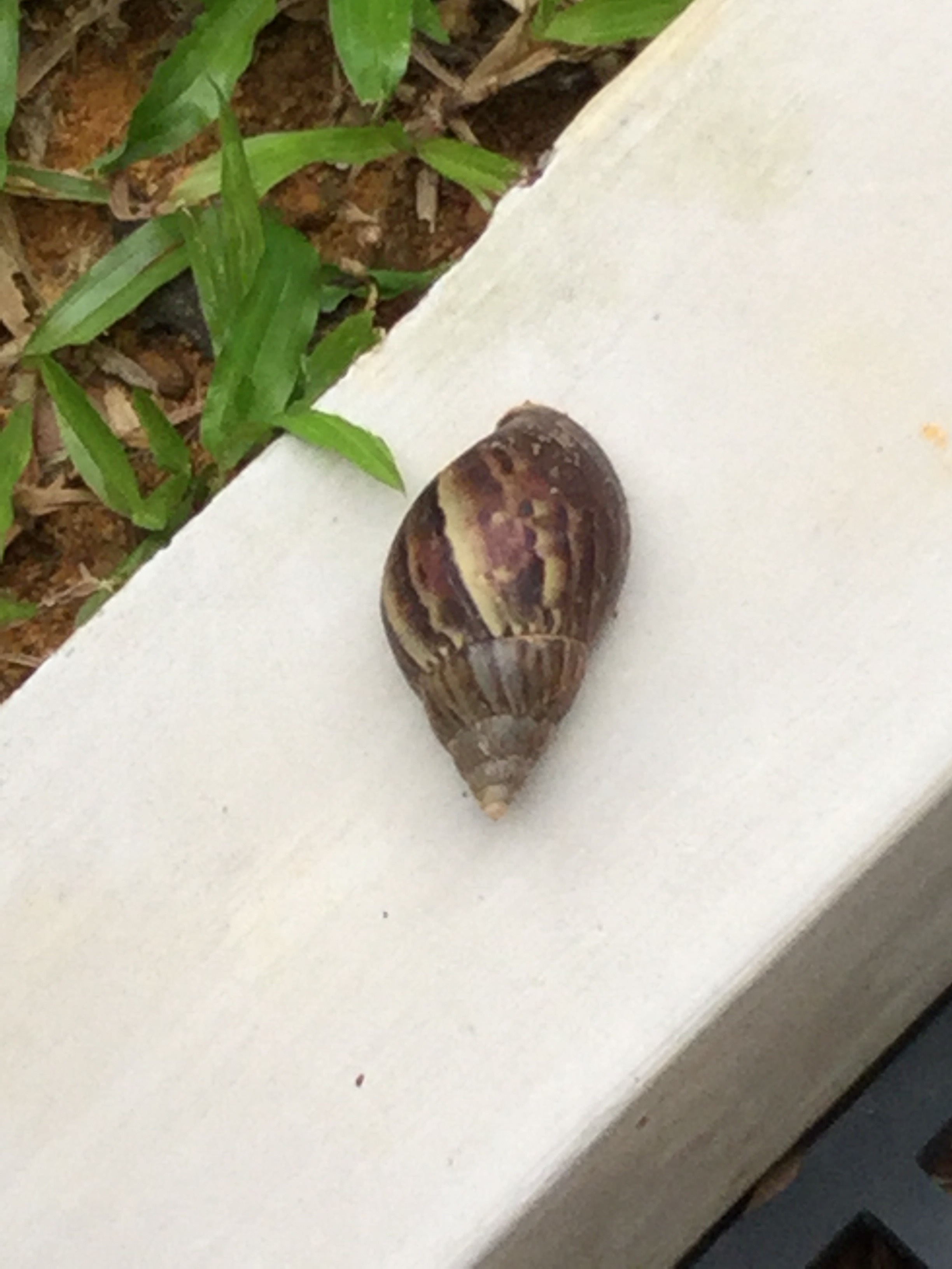 Garden snail