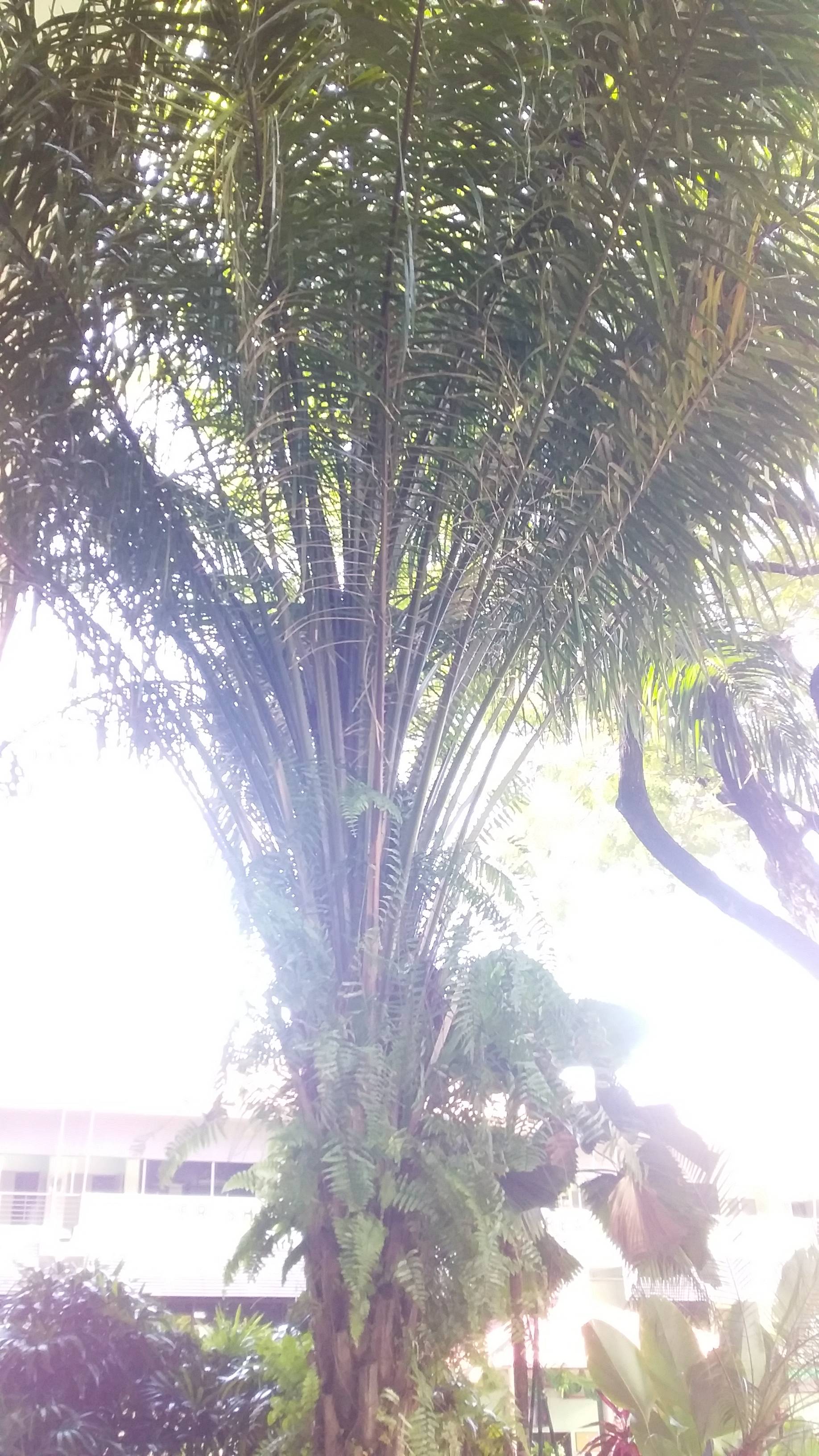 Palm oil tree