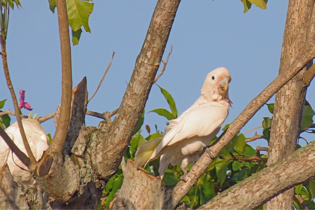 Tanimbar corella