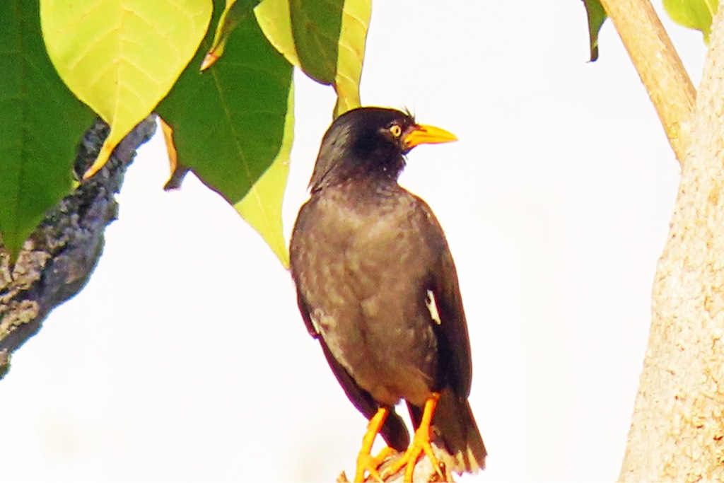 Javan myna