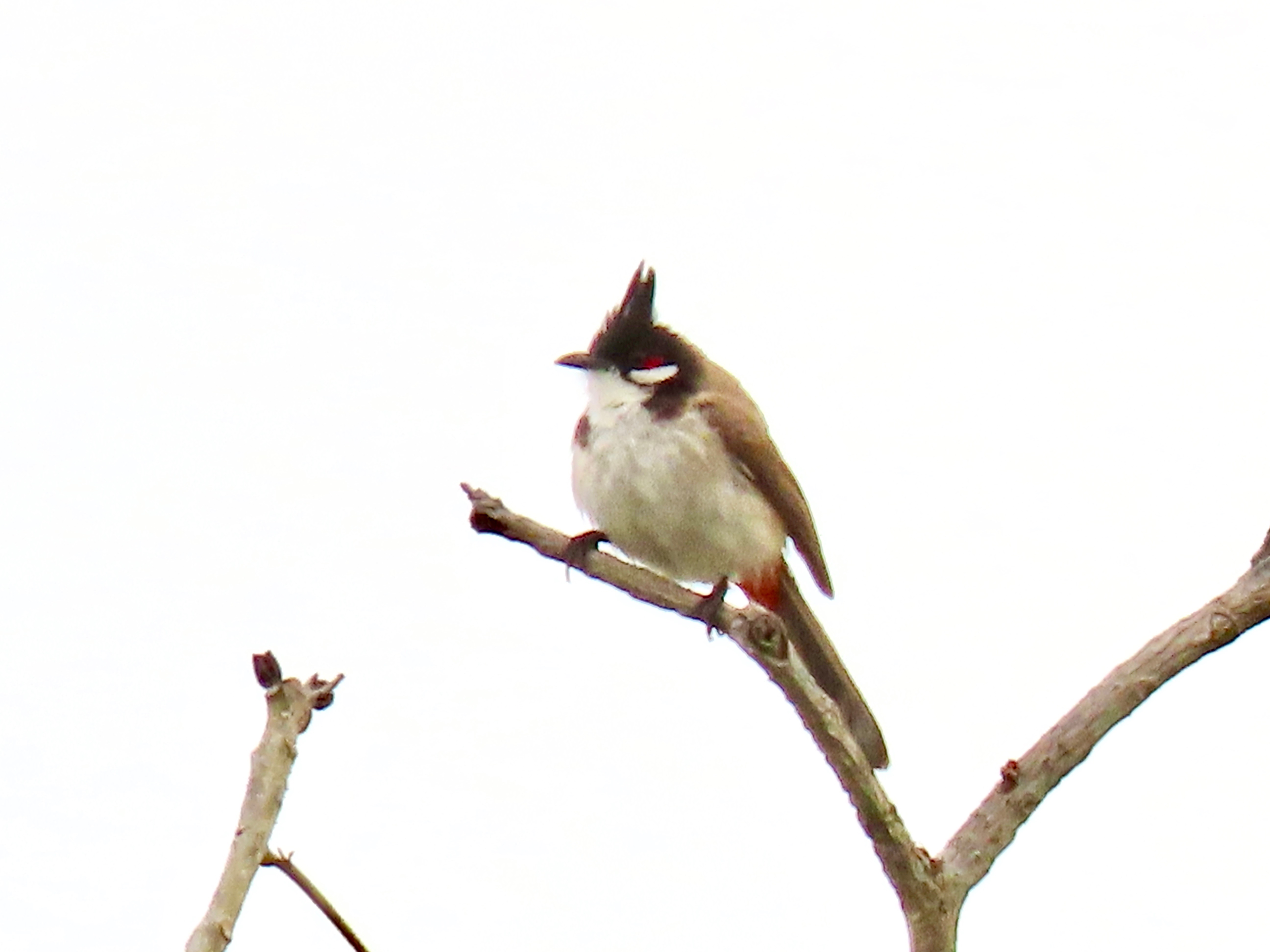 Red-whiskered bulbul