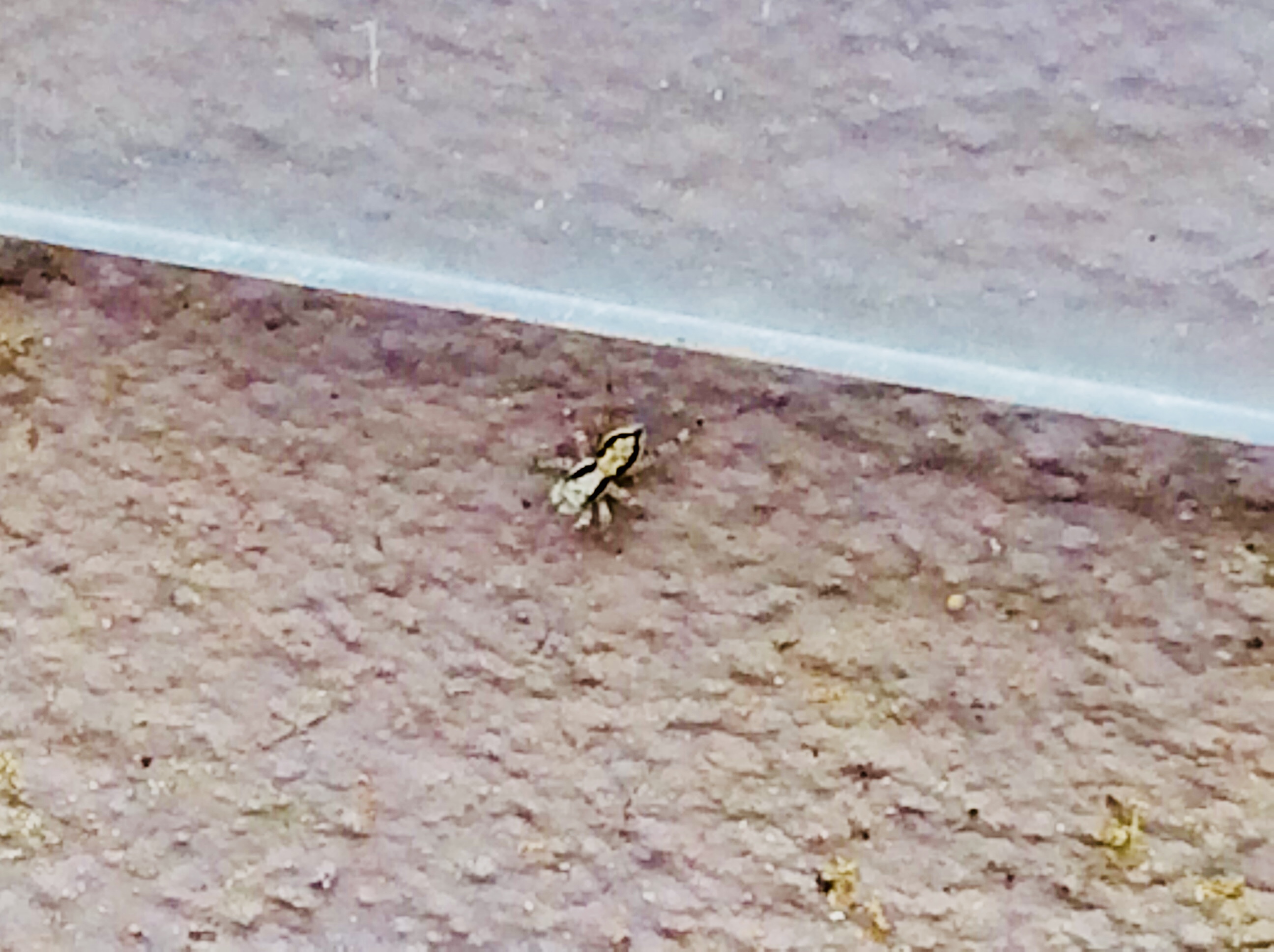 Jumping spider
