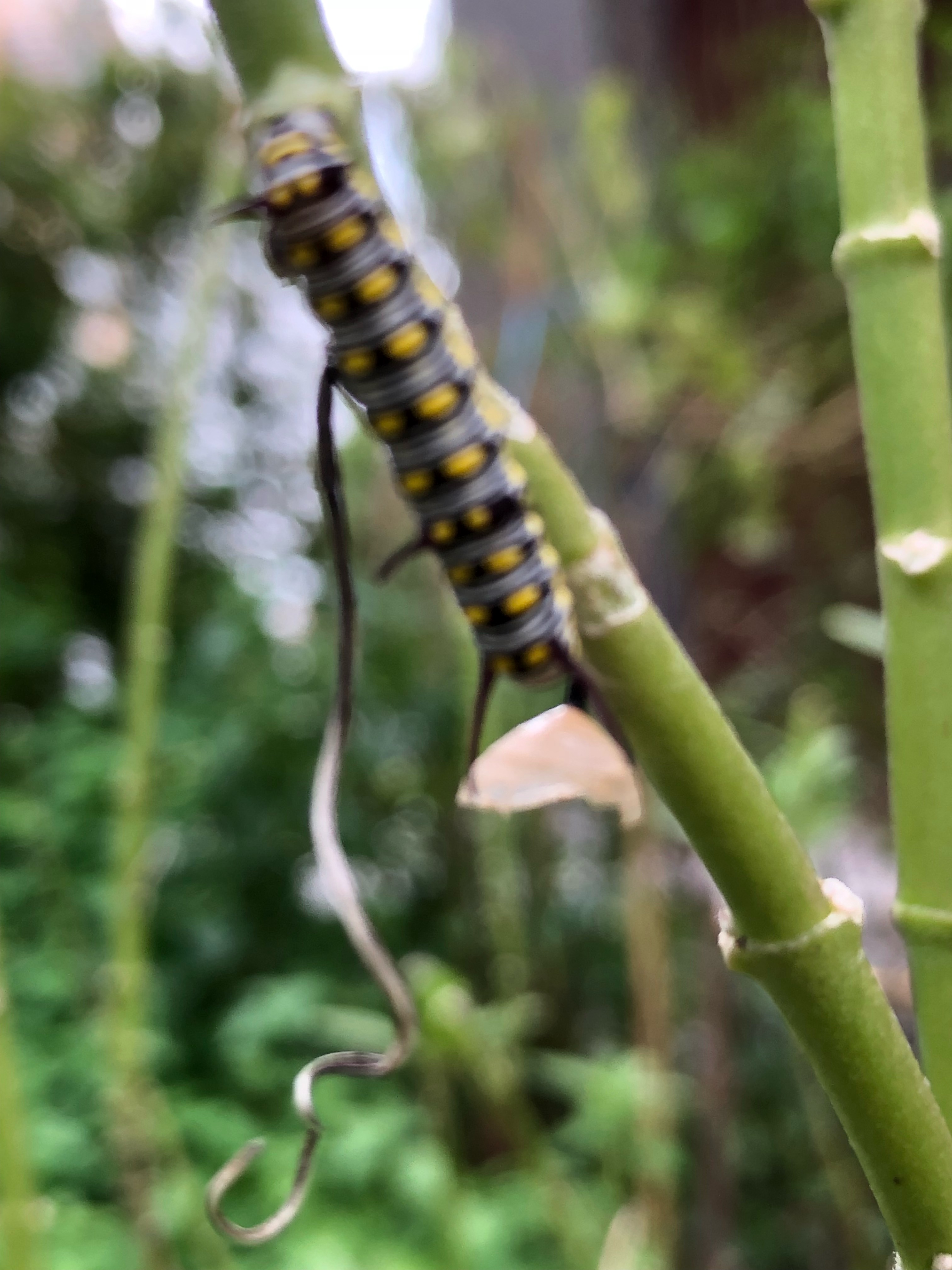 Caterpillar of plain tiger butterfly 