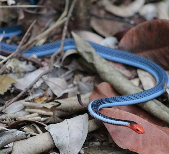 Malayan blue coral snake