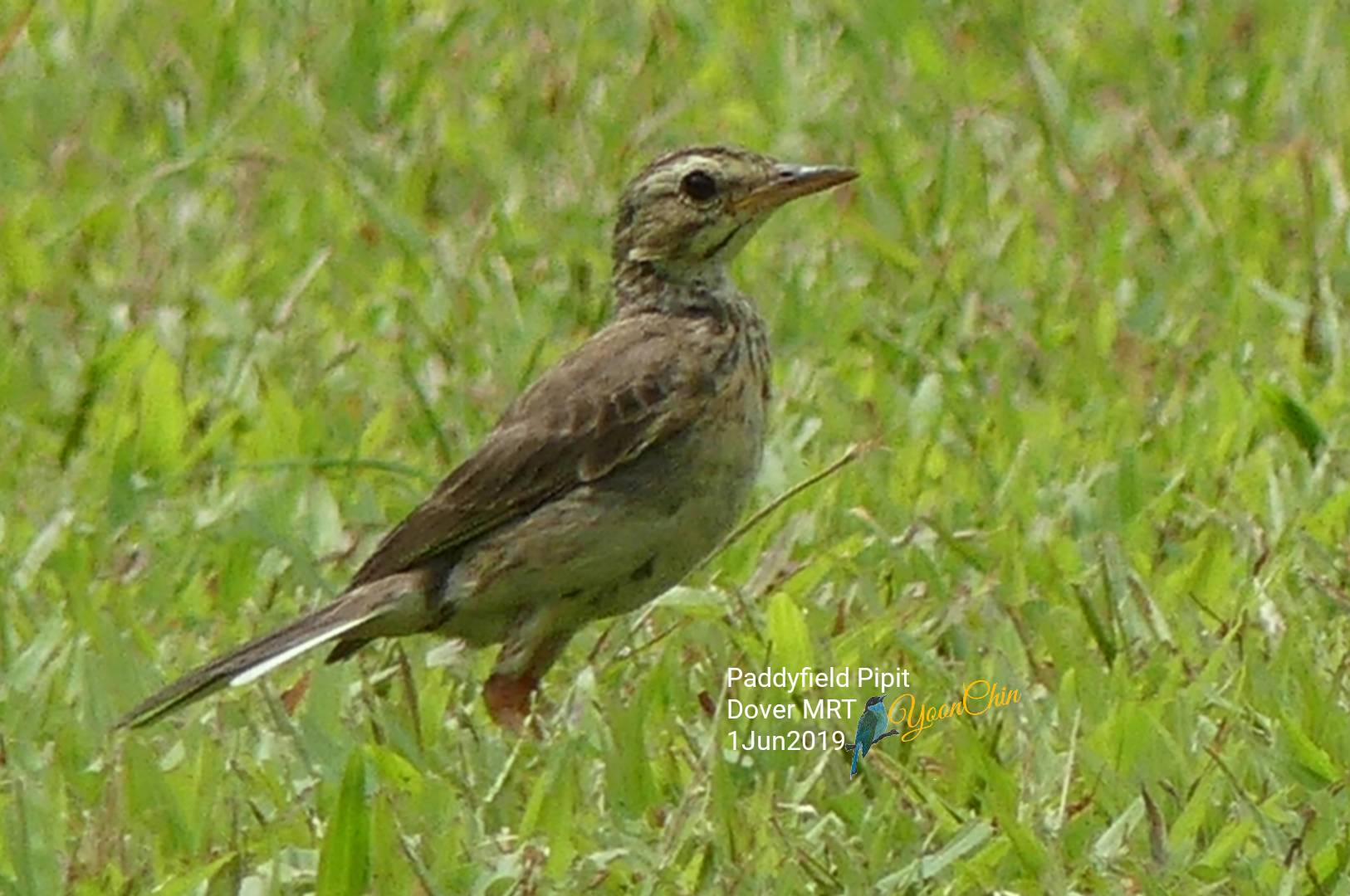 Paddyfield pipit