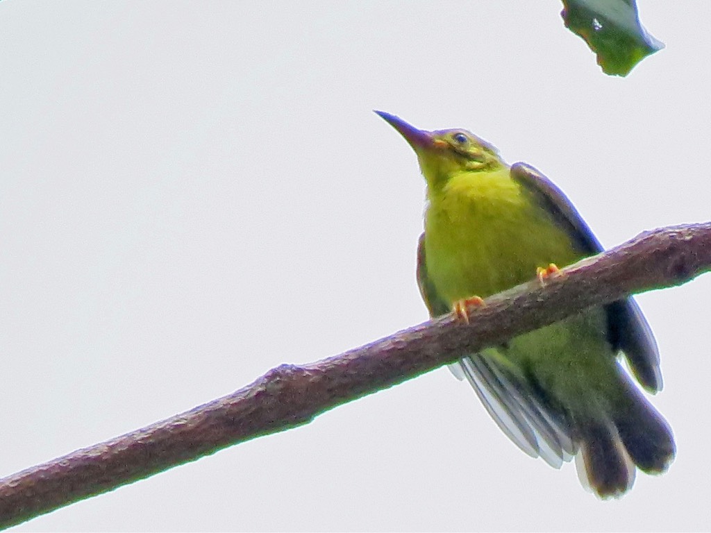 Olive-backed sunbird 