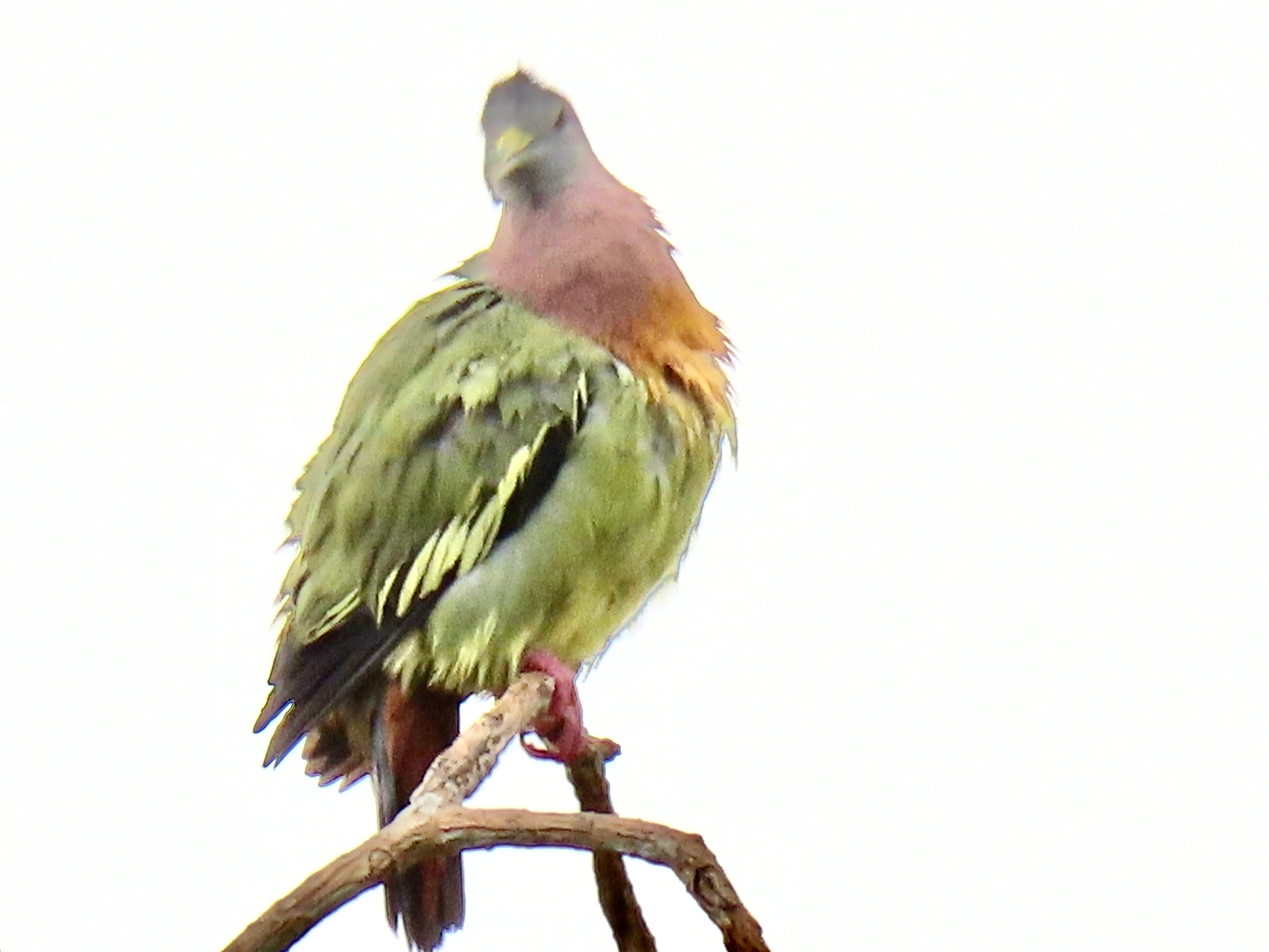 Pink-necked green pigeon 