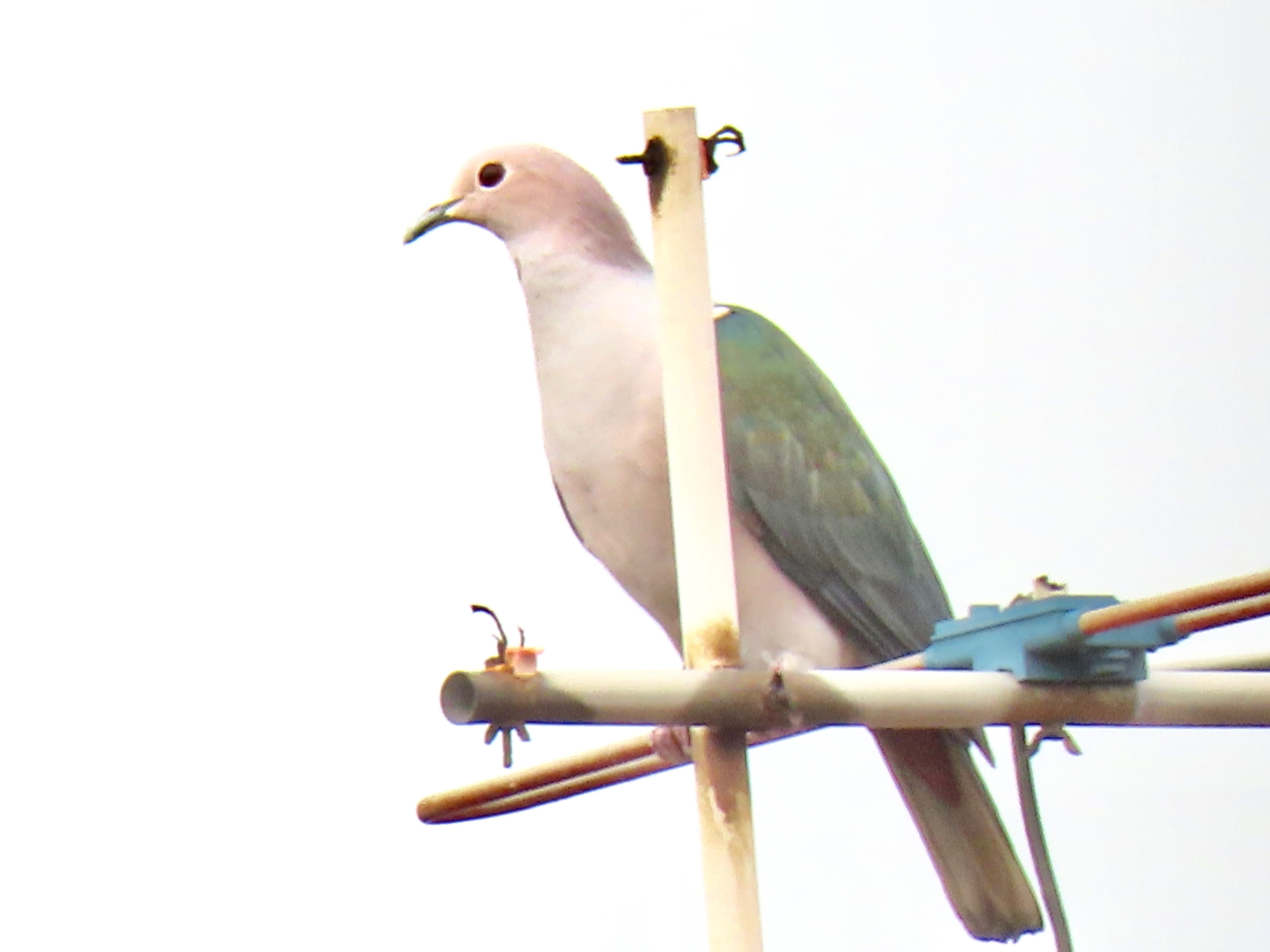 Green imperial pigeon 