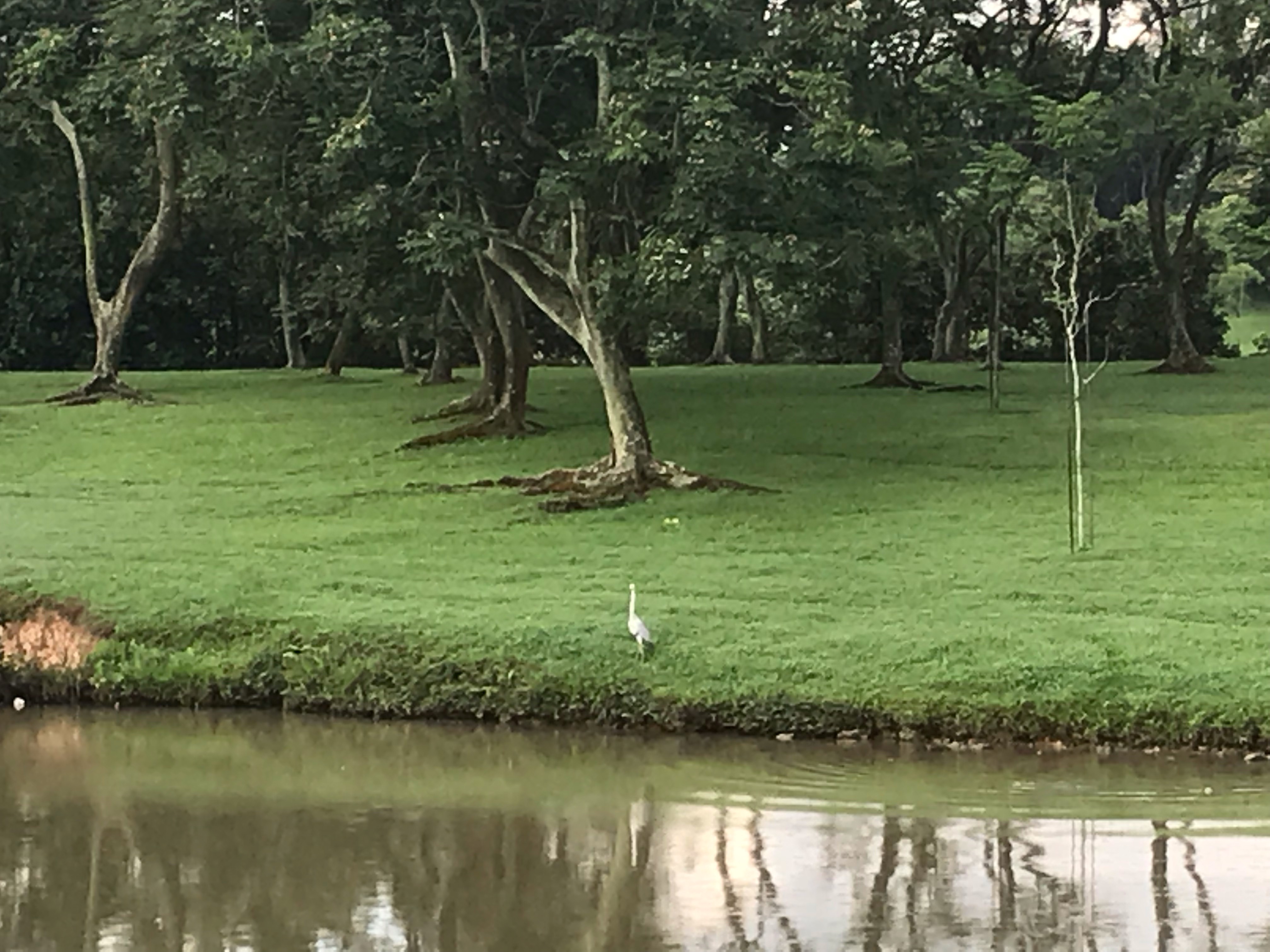 Grey heron   