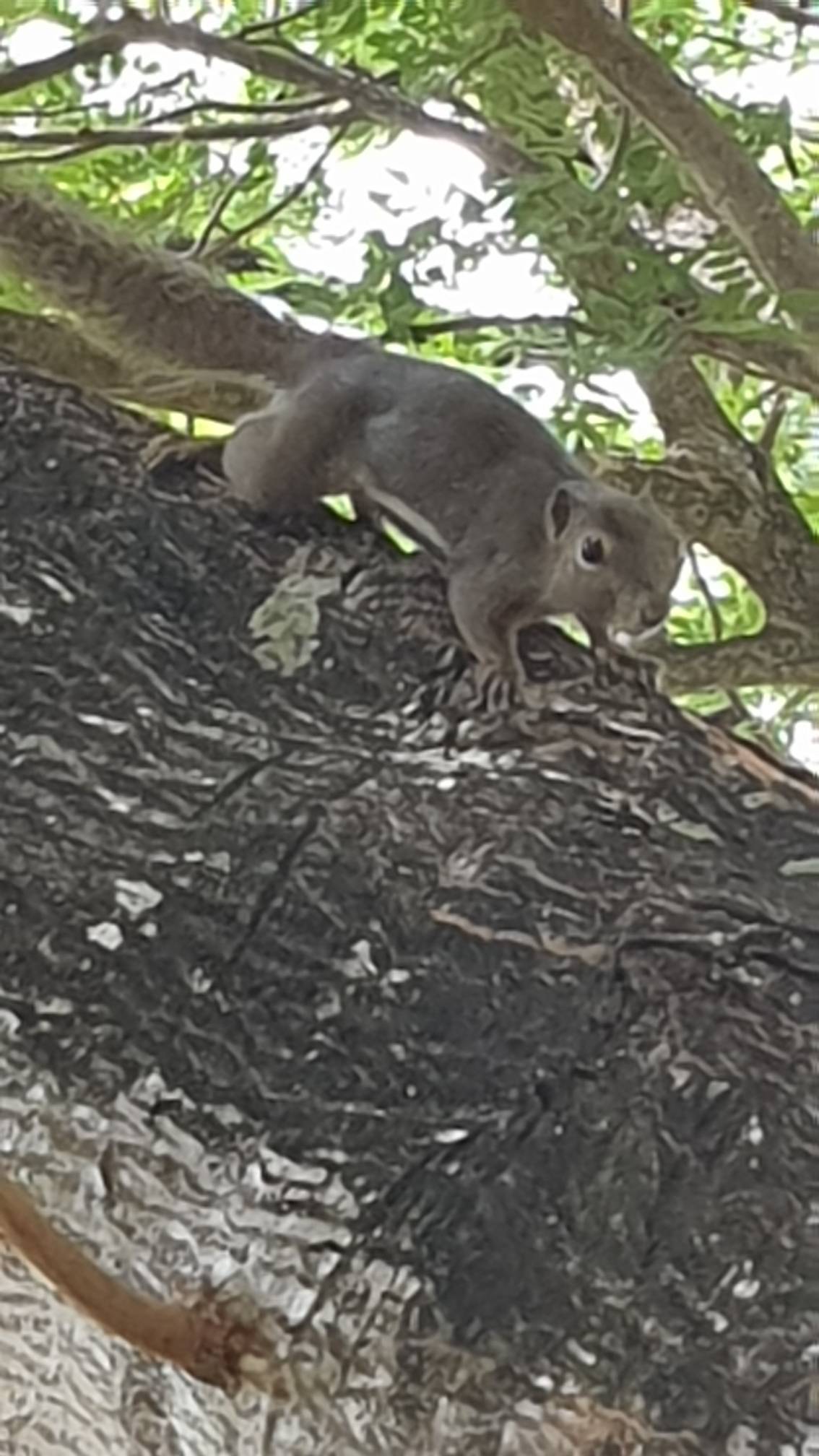 Plaintain squrirrel