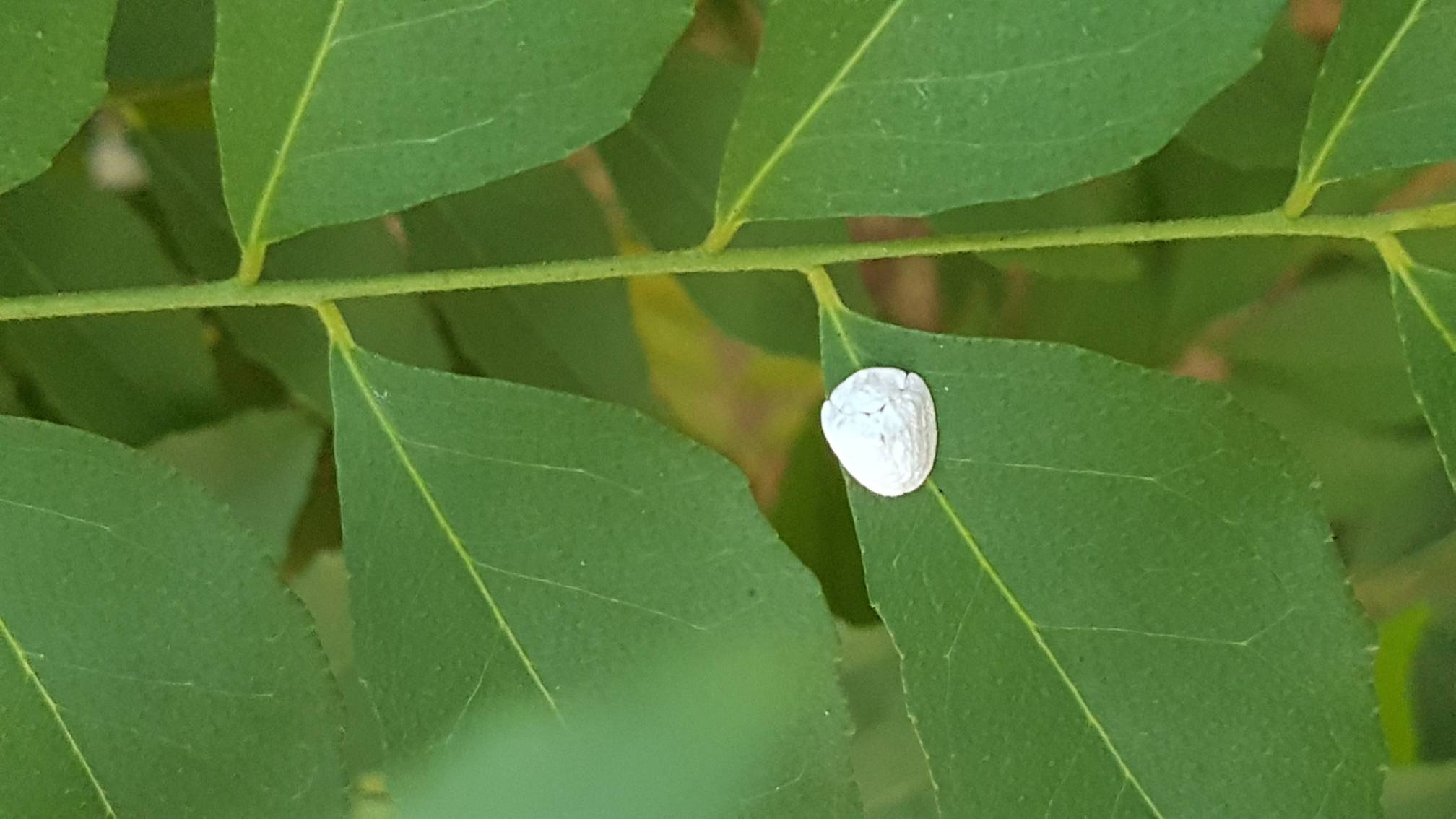 White tortoise beetle
