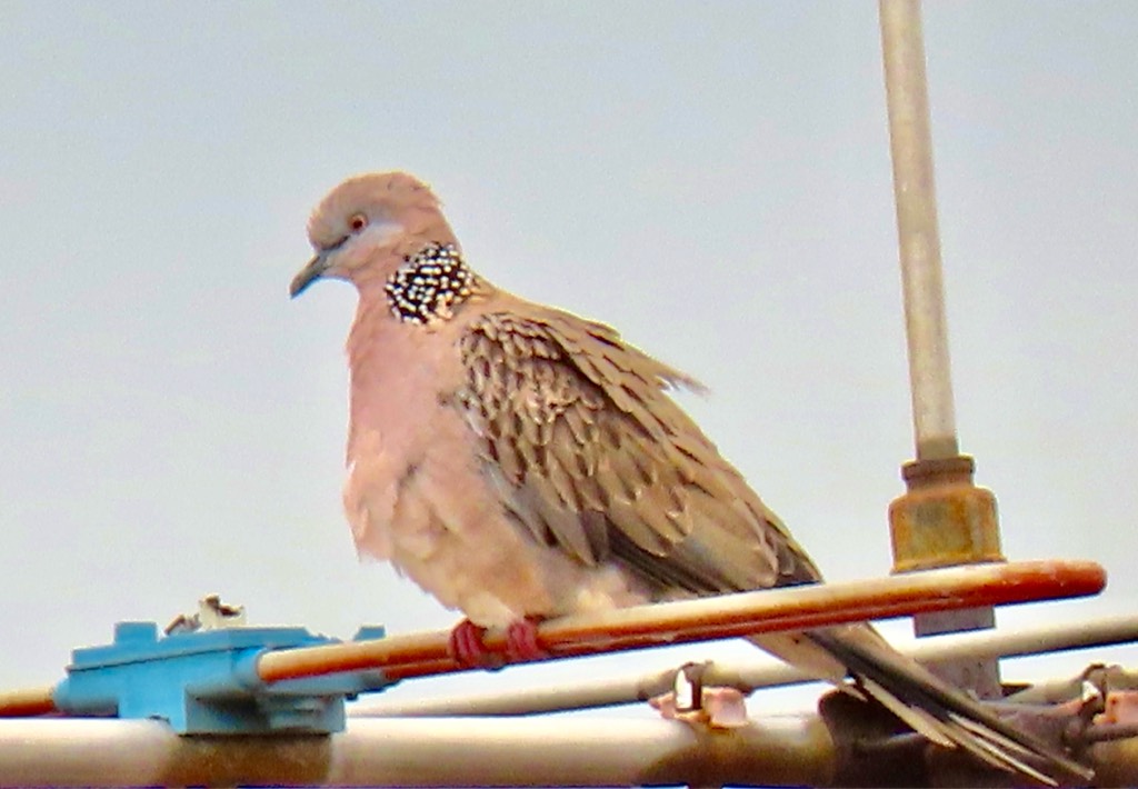 Spotted dove 