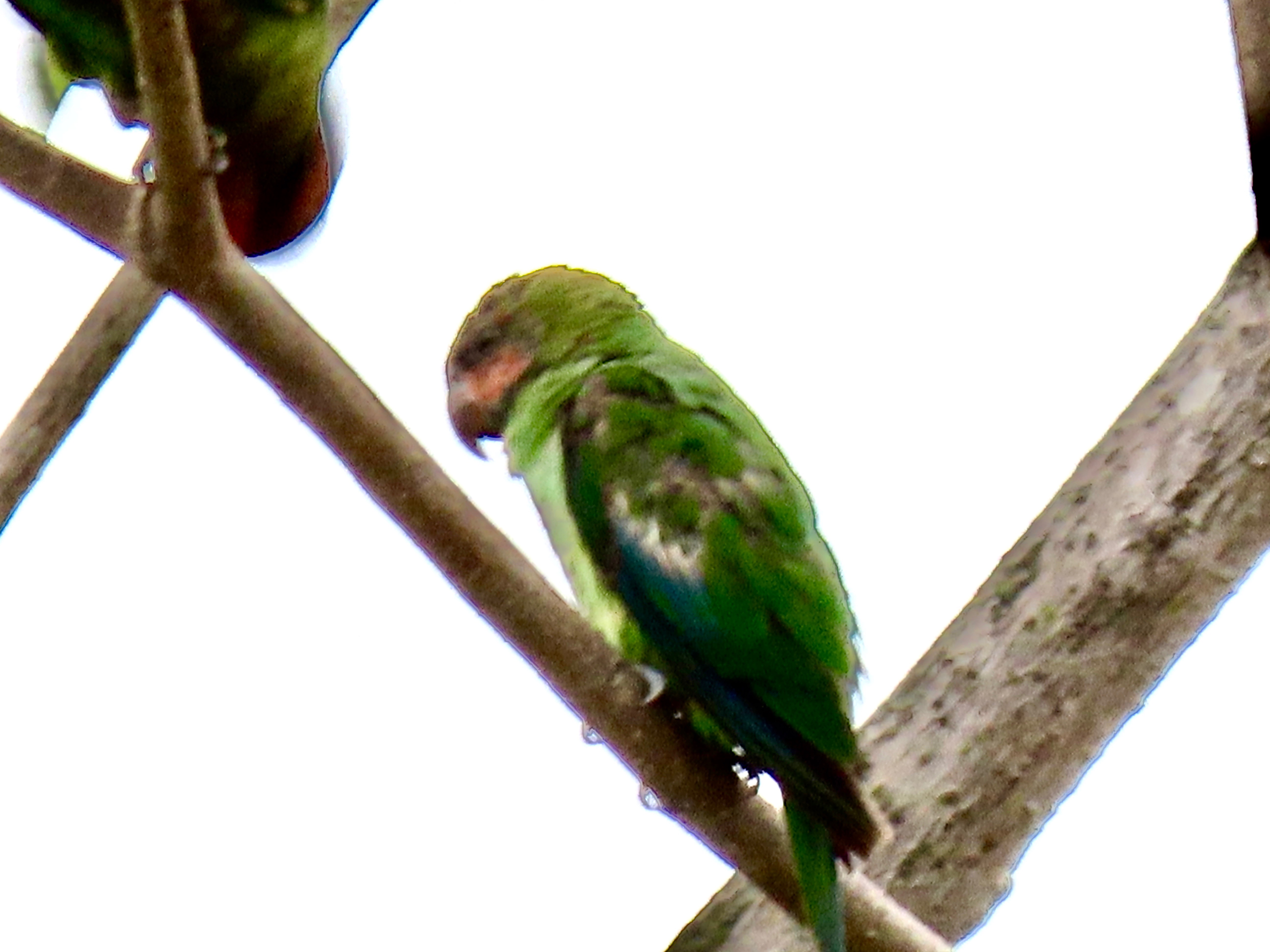 Long-tailed parakeet