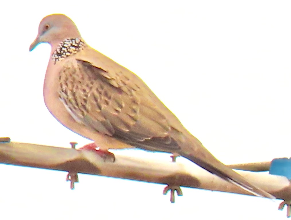 Spotted dove