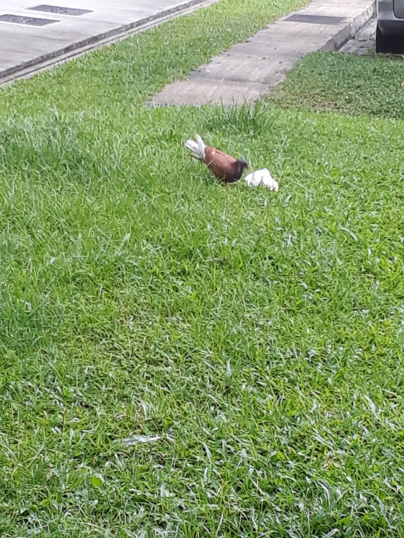 Rock dove