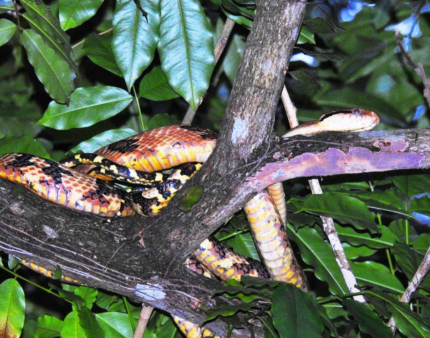 Dog-toothed cat snake