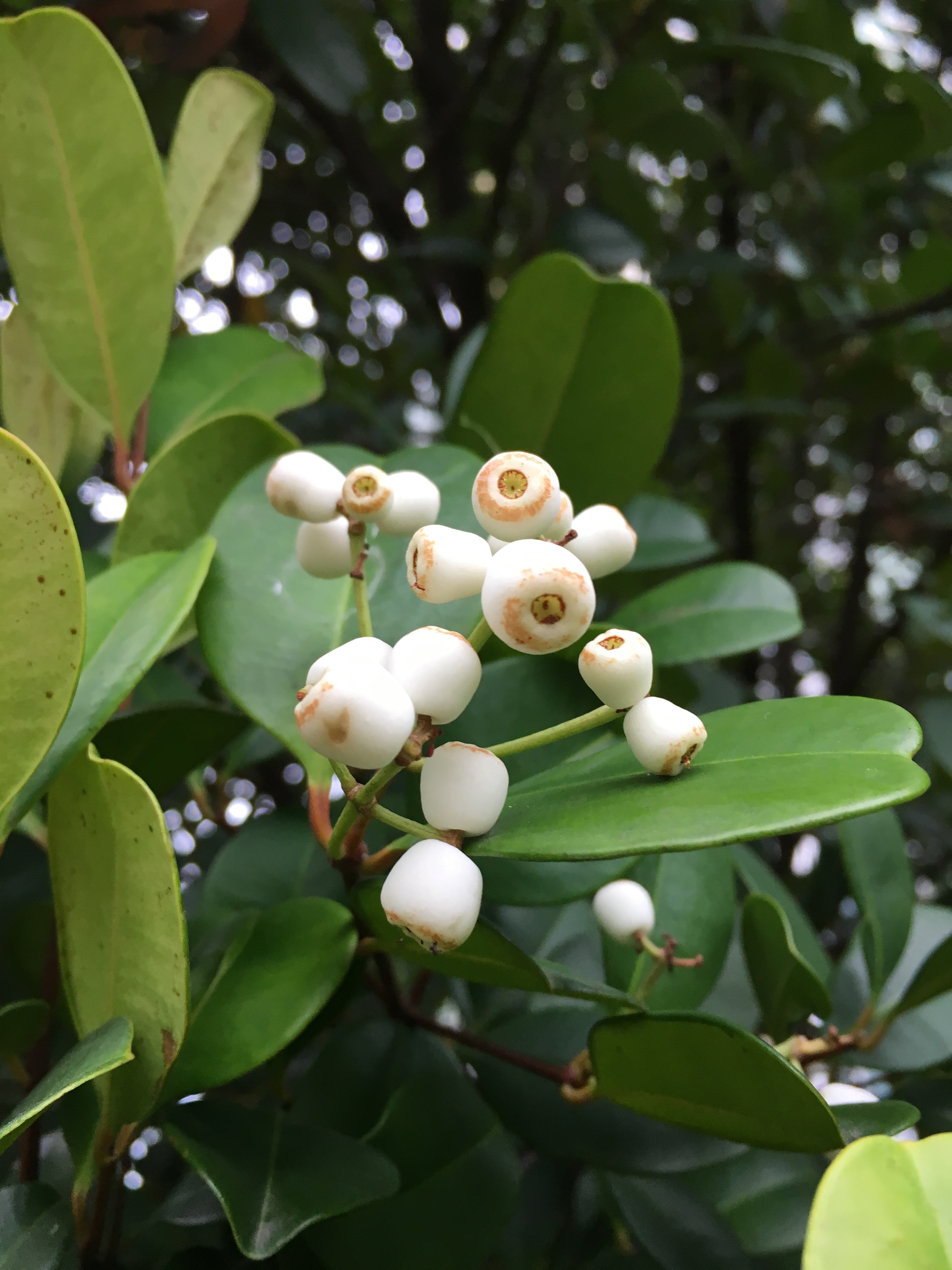 Syzygium glaucum