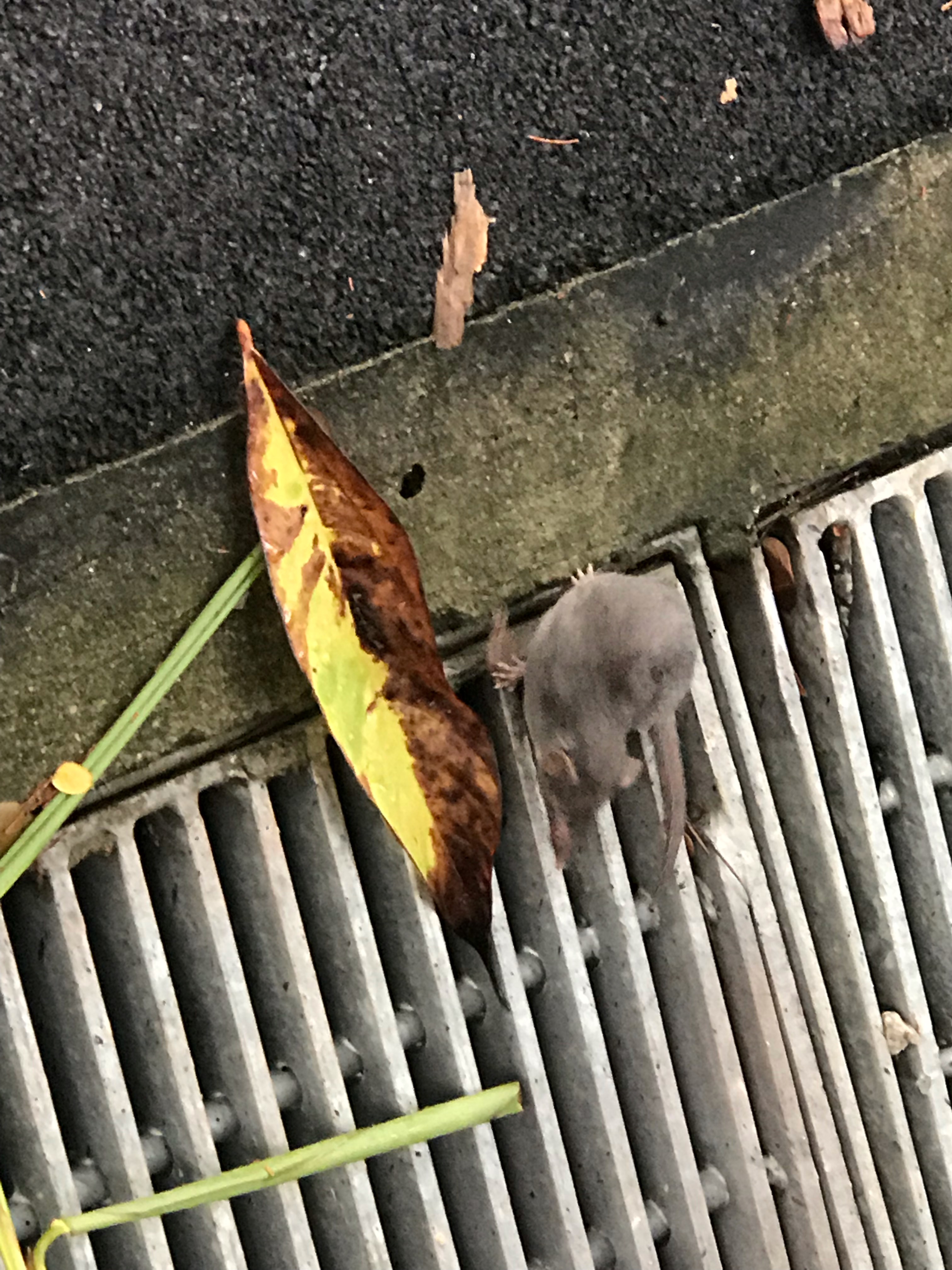 House shrew
