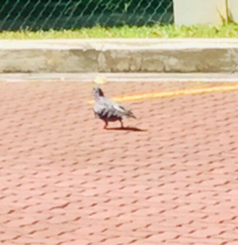 Common myna