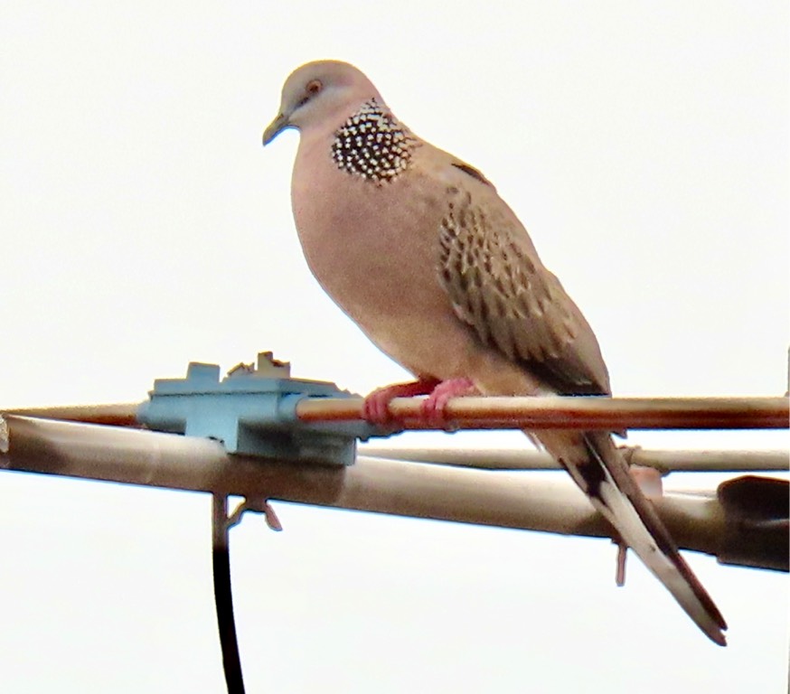 Spotted dove