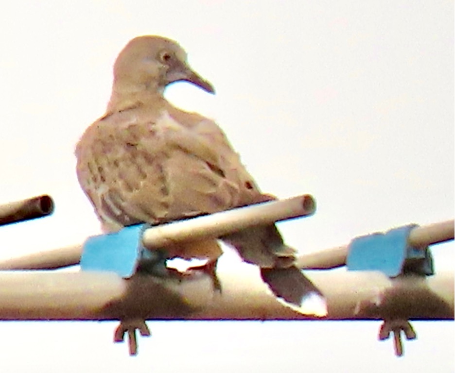 Spotted dove 