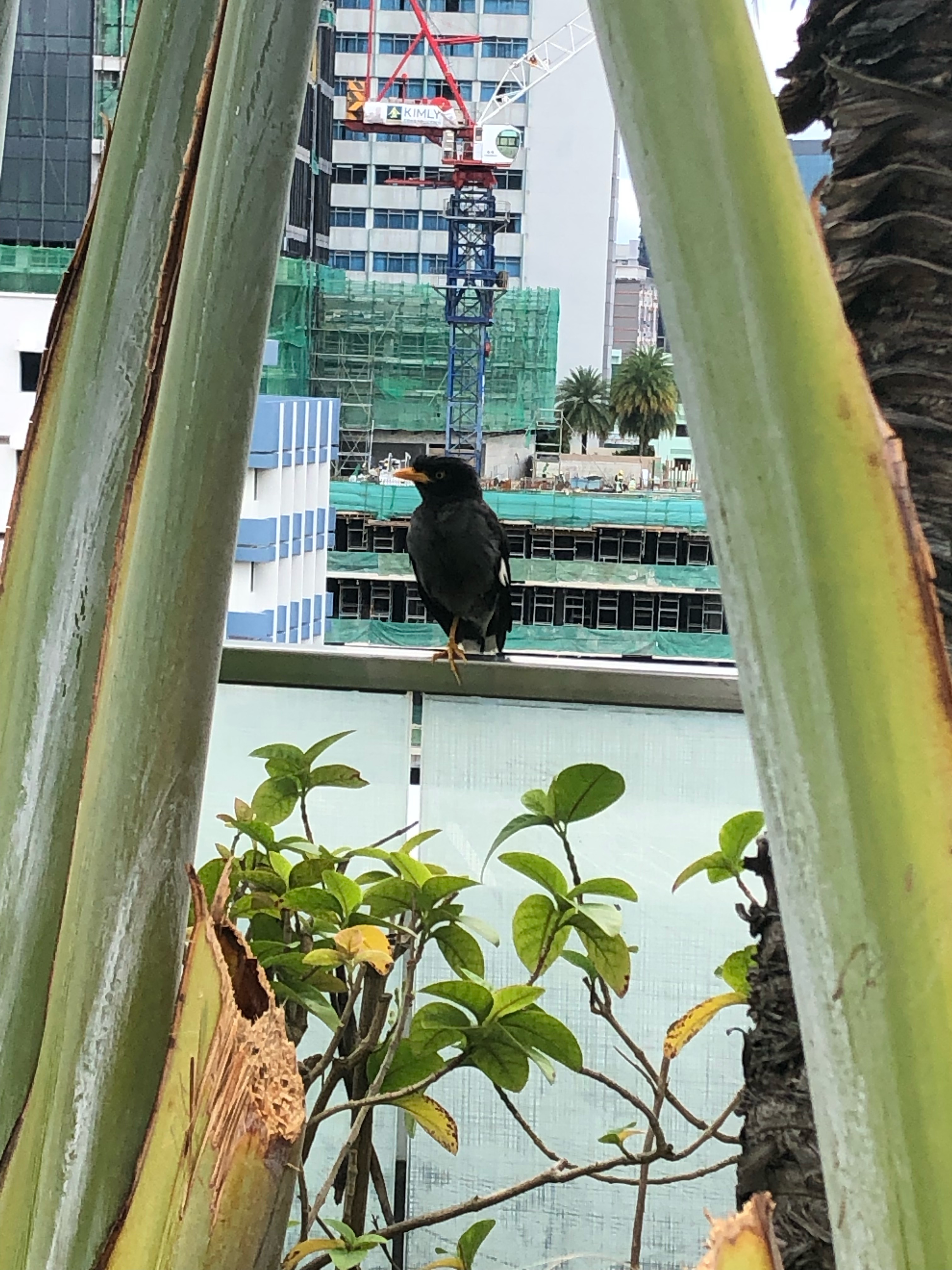 Javan myna