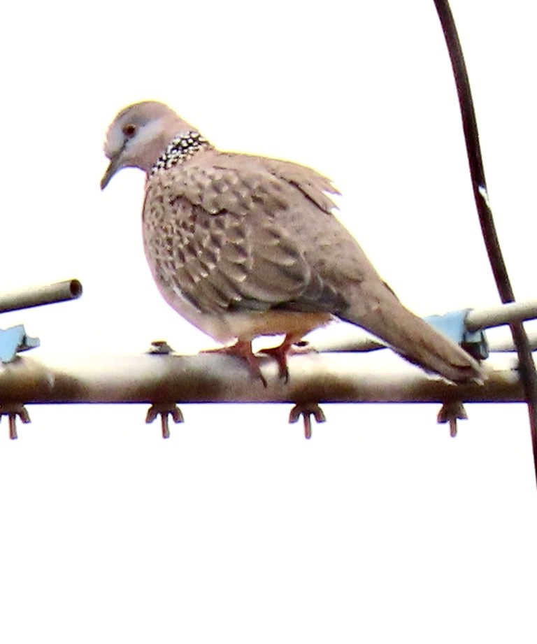 Spotted dove