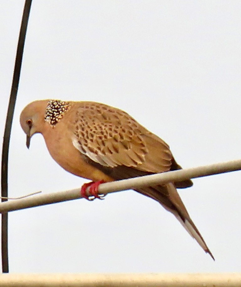 Spotted dove