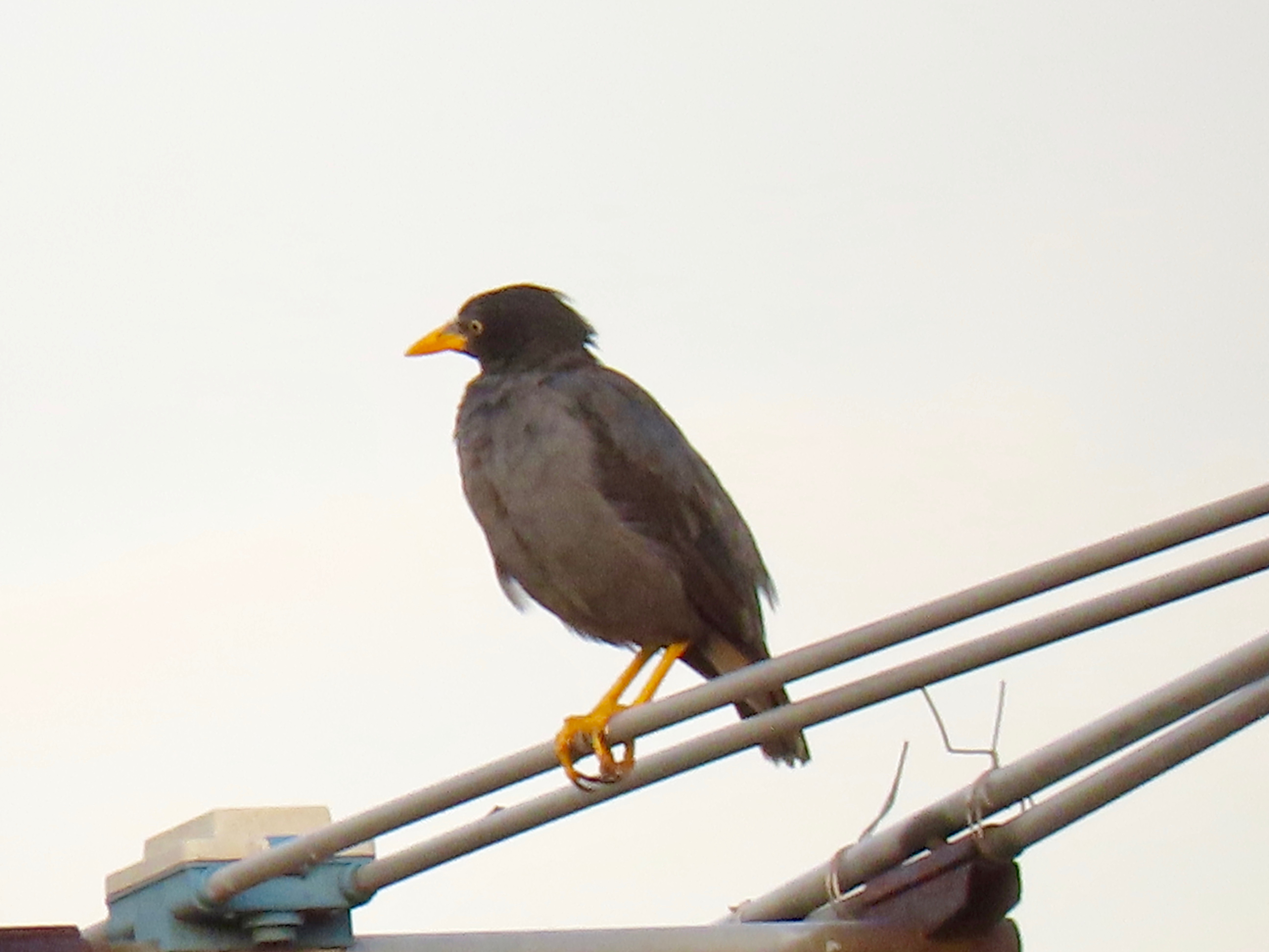 Javan myna