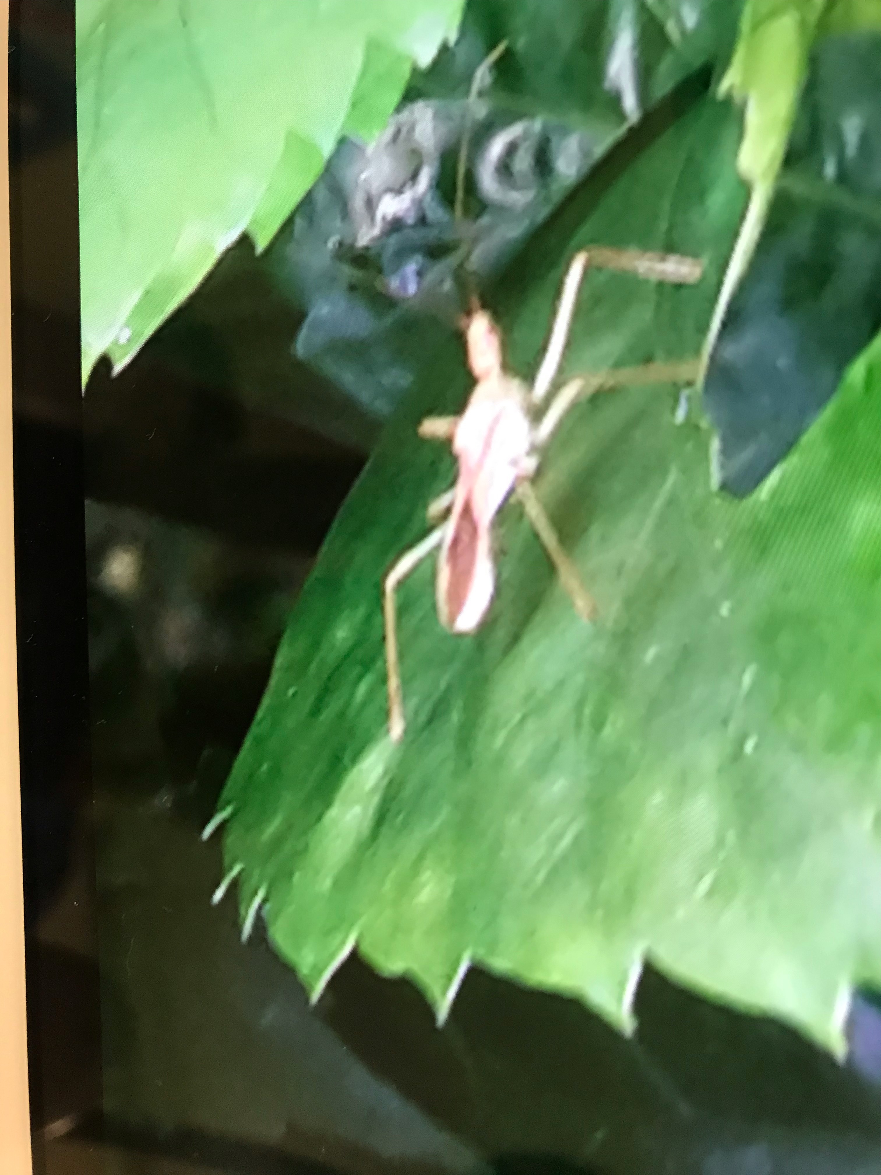 Damsel fly nymph