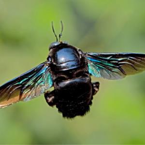 Tropical carpenter bee