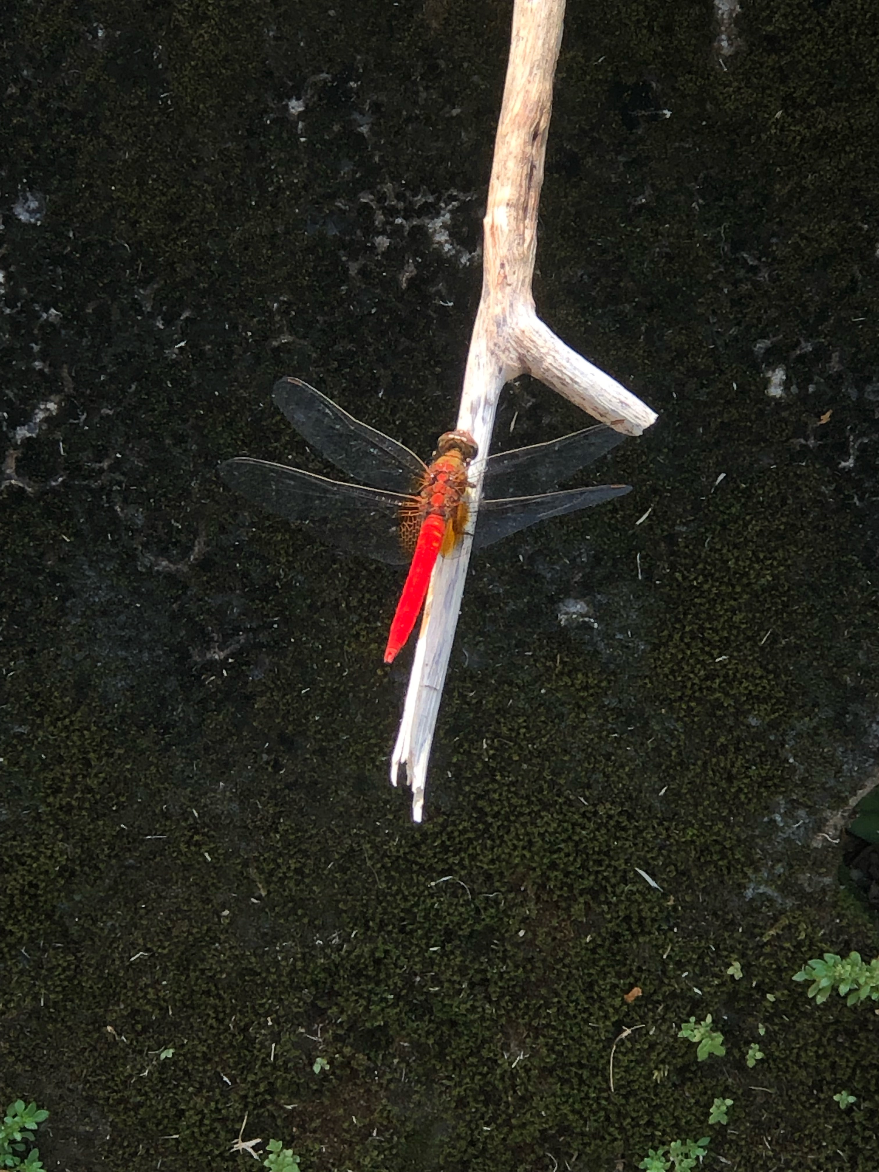 Scarlet skimmer
