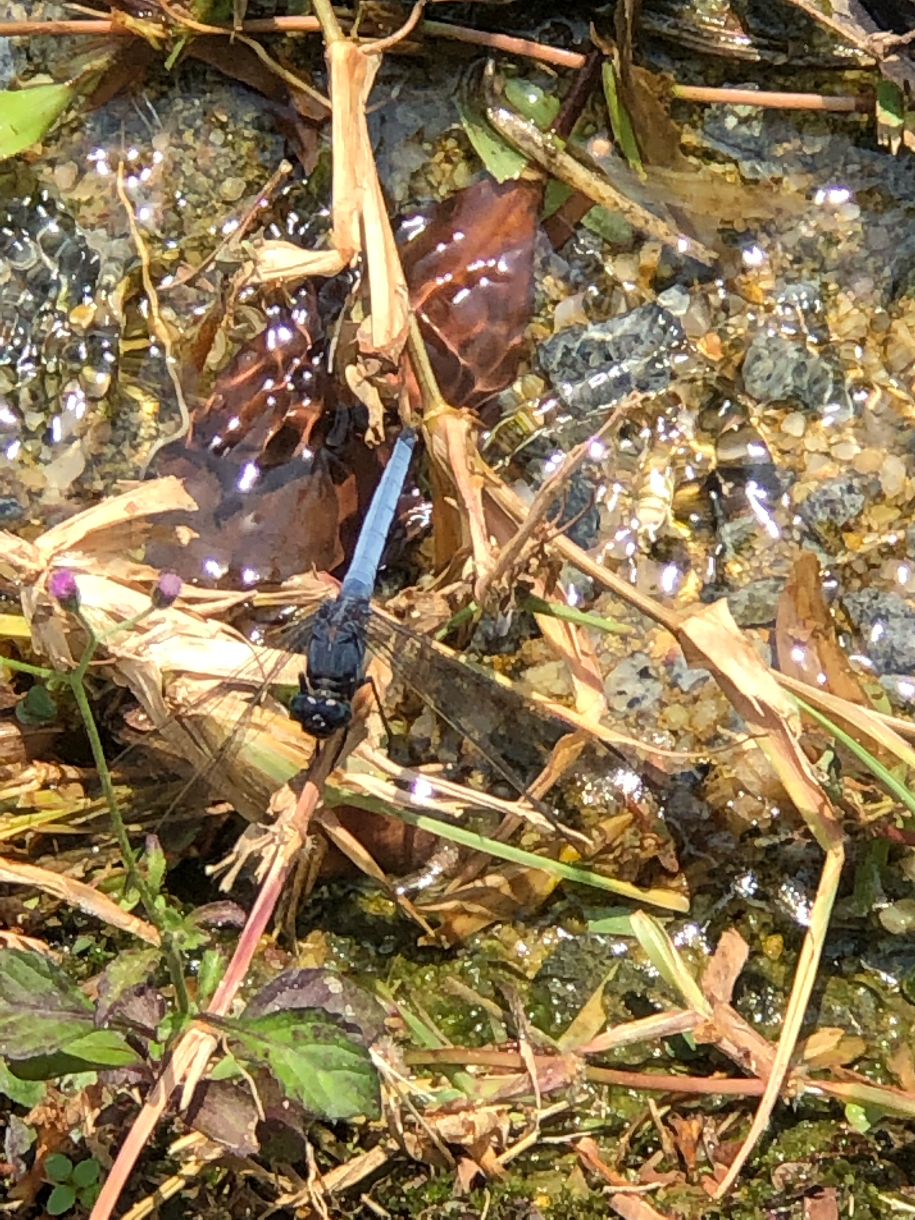 Common blue skimmer (m)