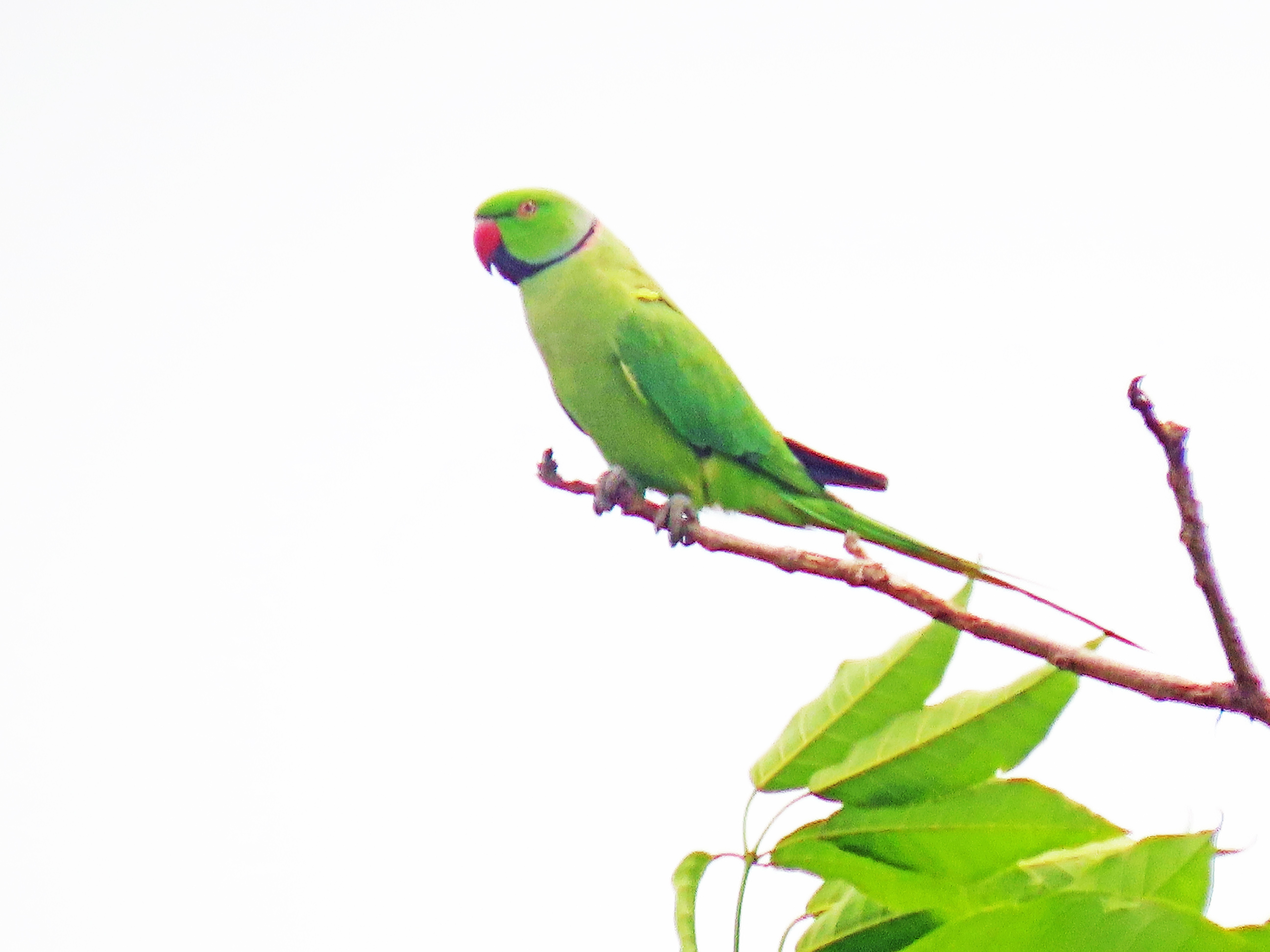 Rose-ringed parakeet 