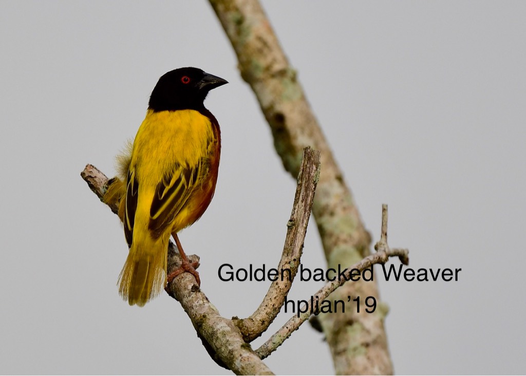 Golden-backed weaver 
